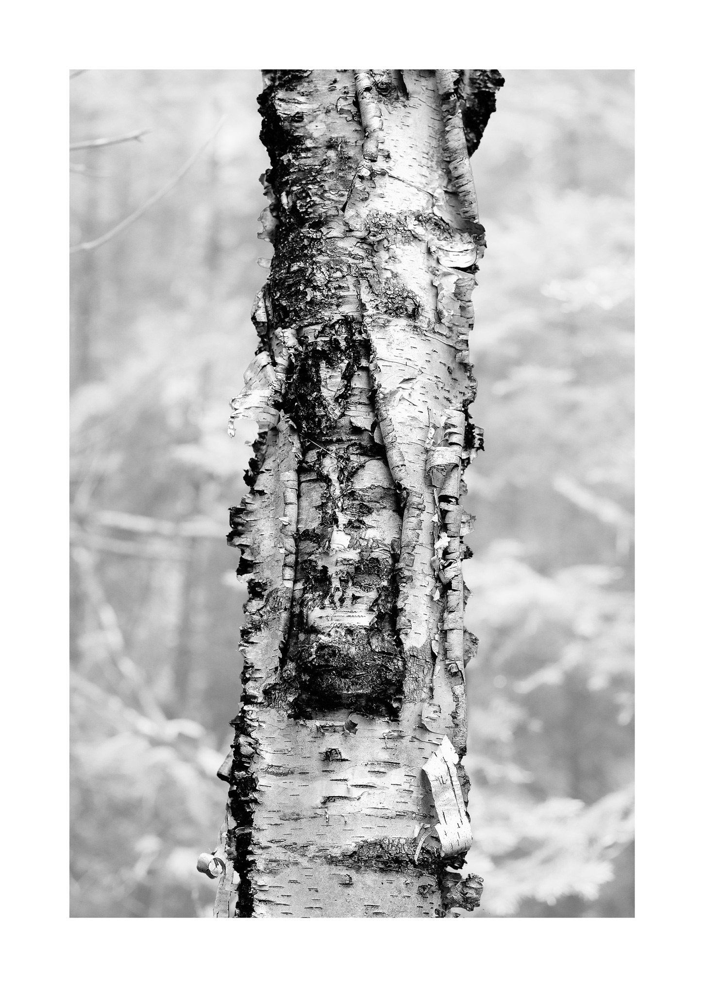 Forest for the Trees 03