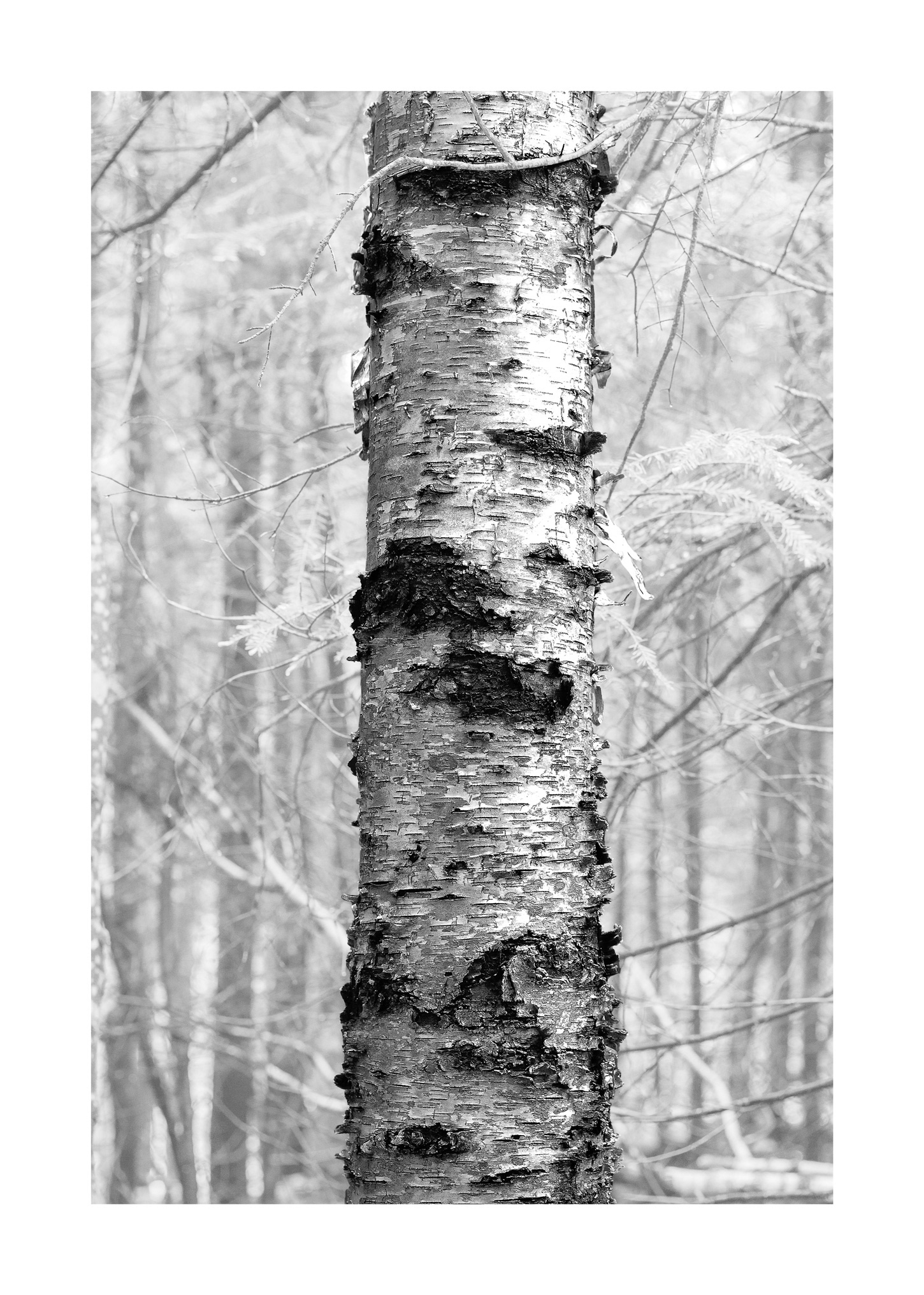 Forest for the Trees 06
