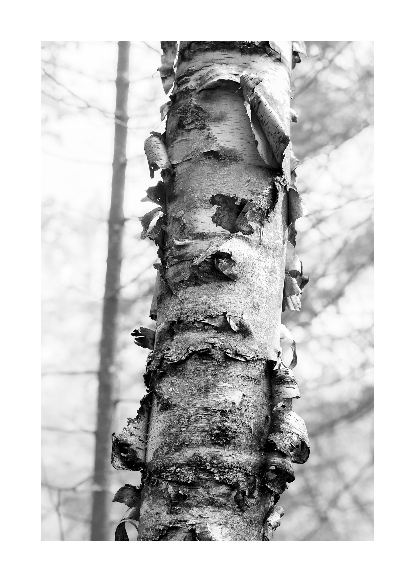 Forest for the Trees 04