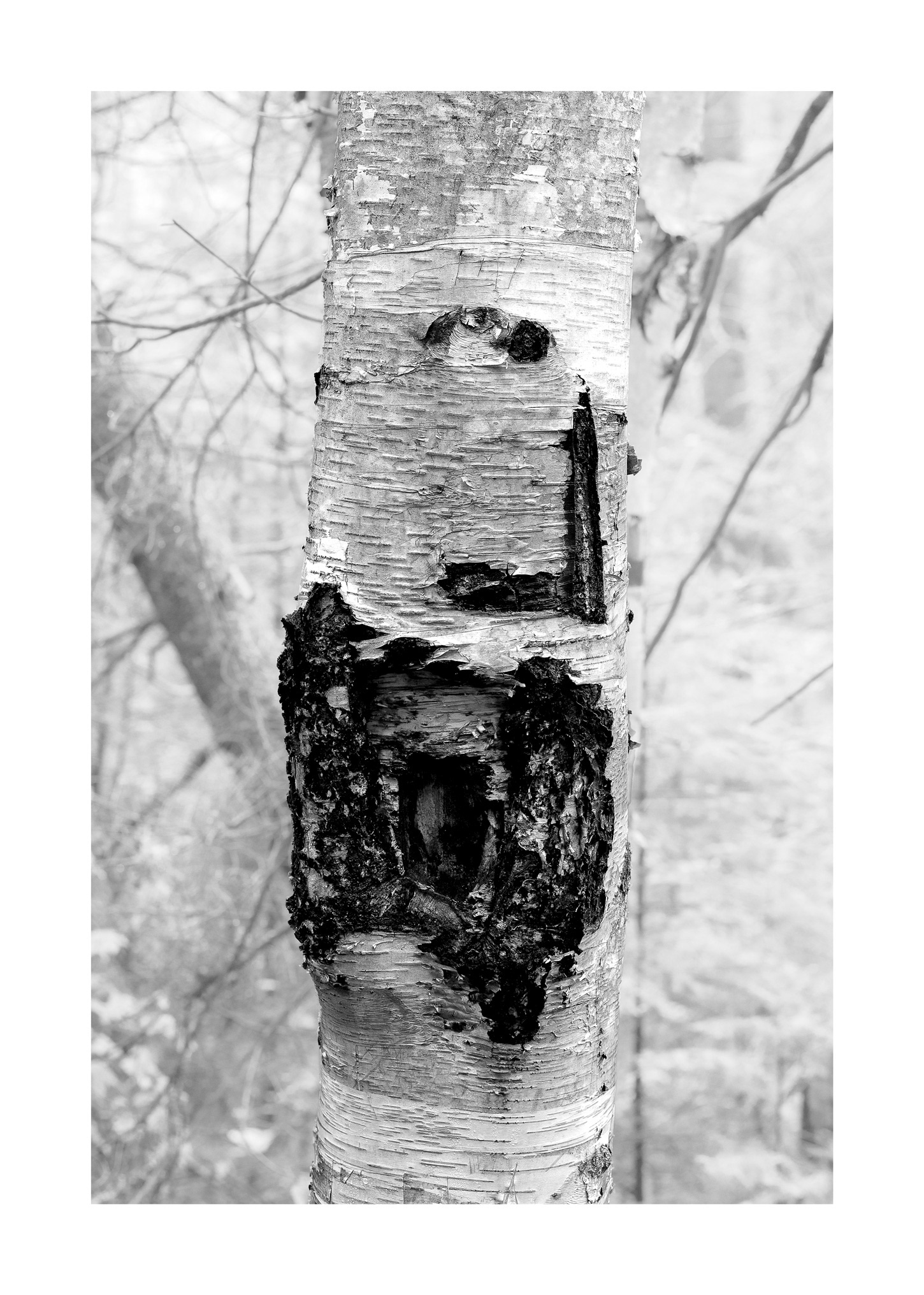 Forest for the Trees 08