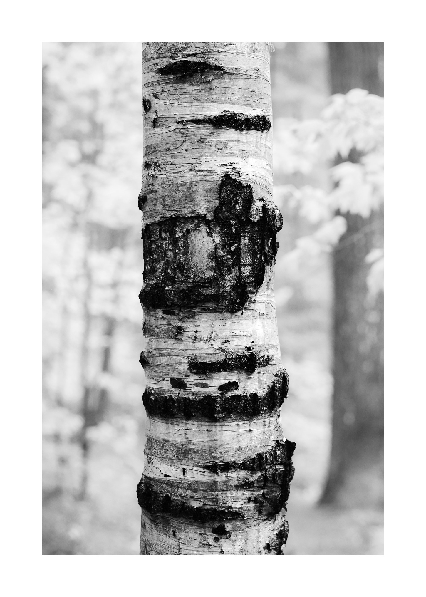 Forest for the Trees 02