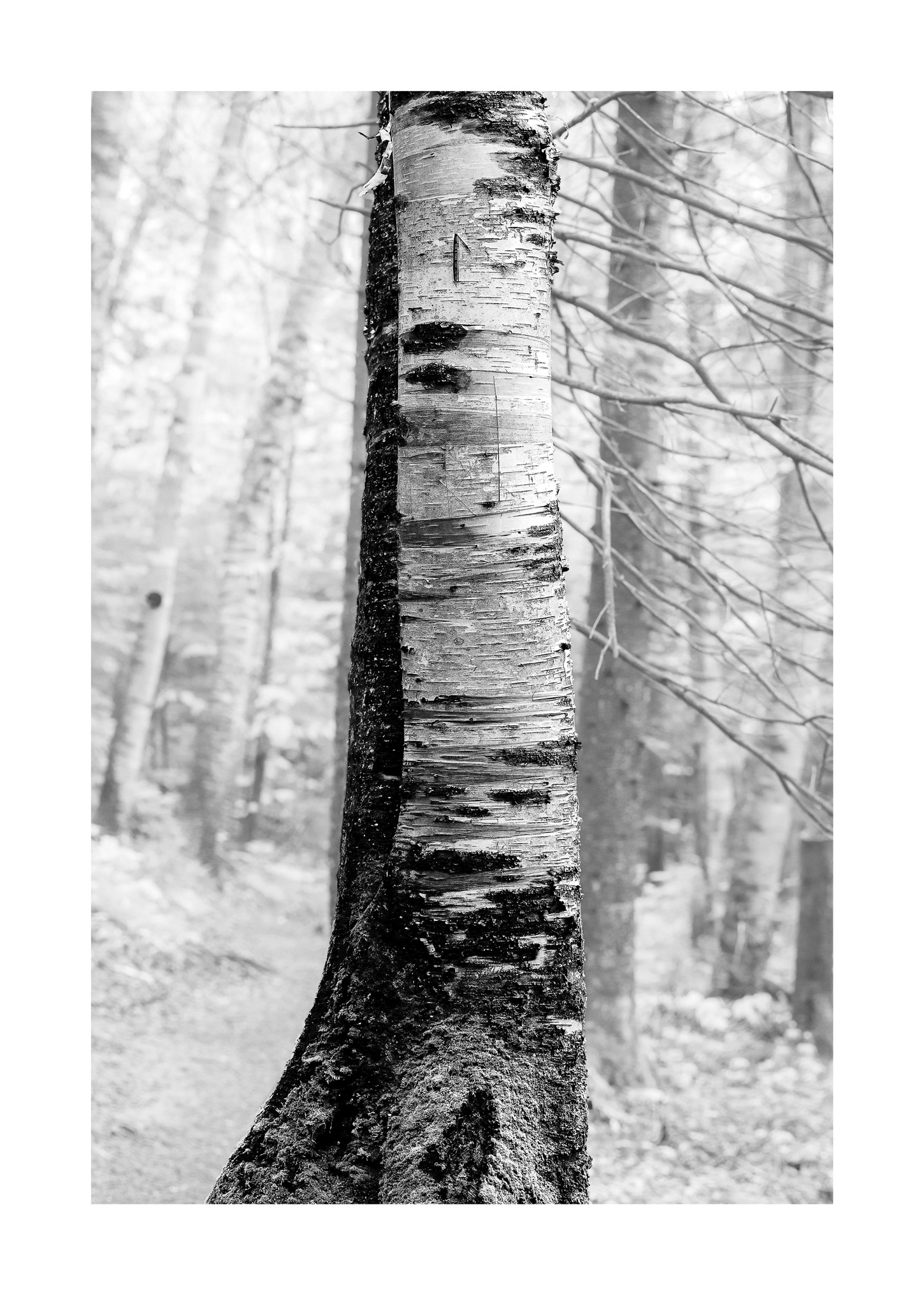 Forest for the Trees 07