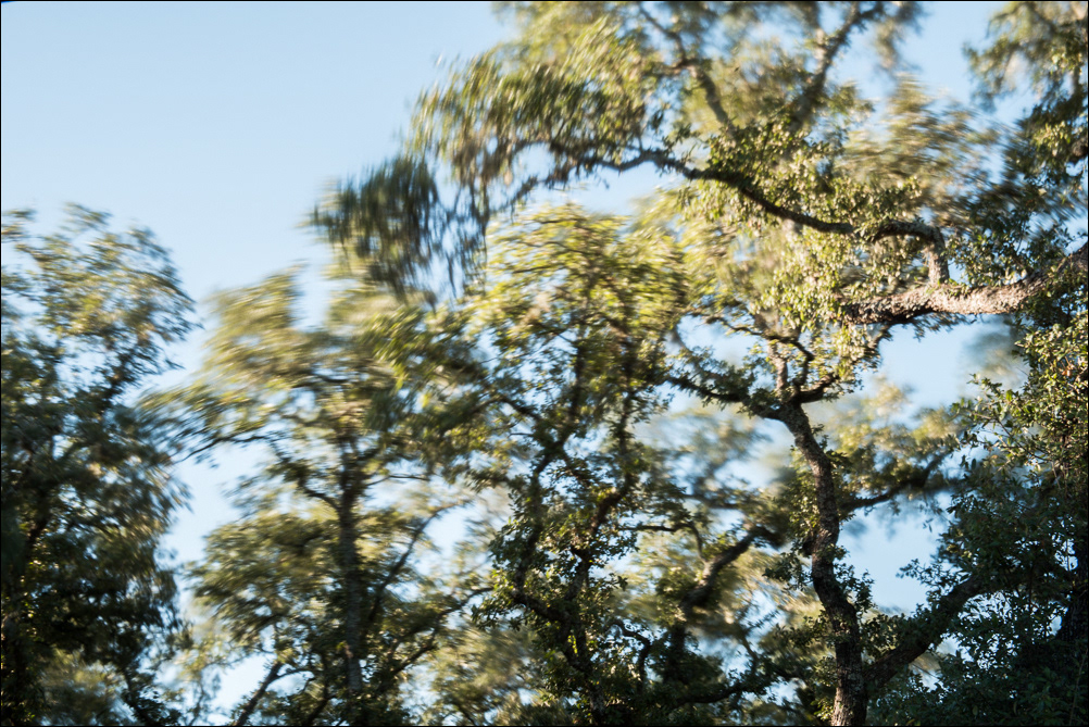 Live-oak trees are whipped in the wind. Austin TX