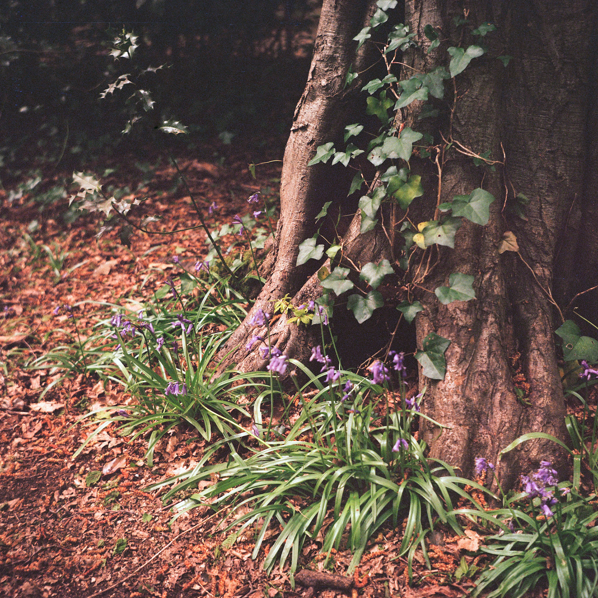 Highgate Woods, London