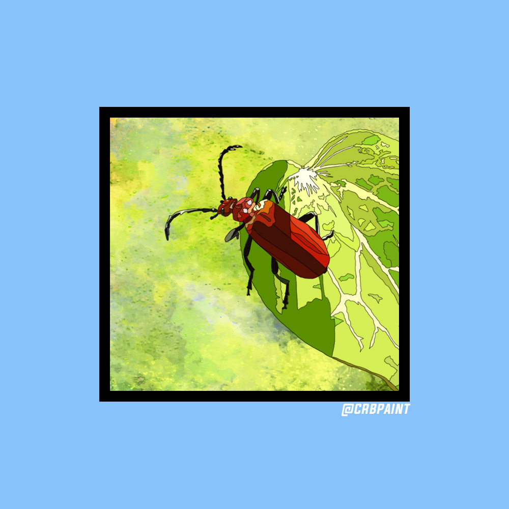 Beetle