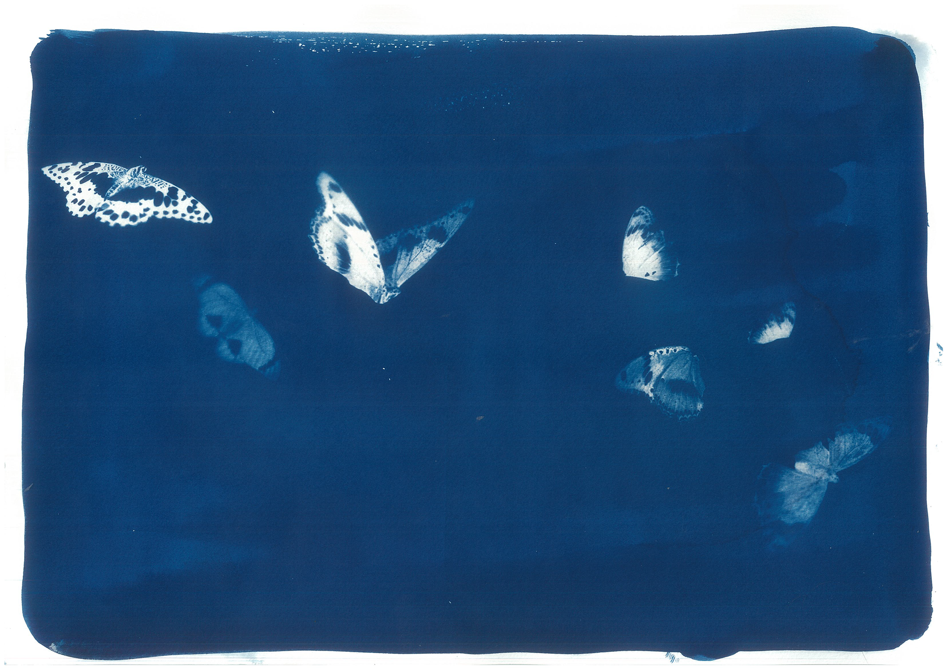 Original iteration for interior cyanotype
