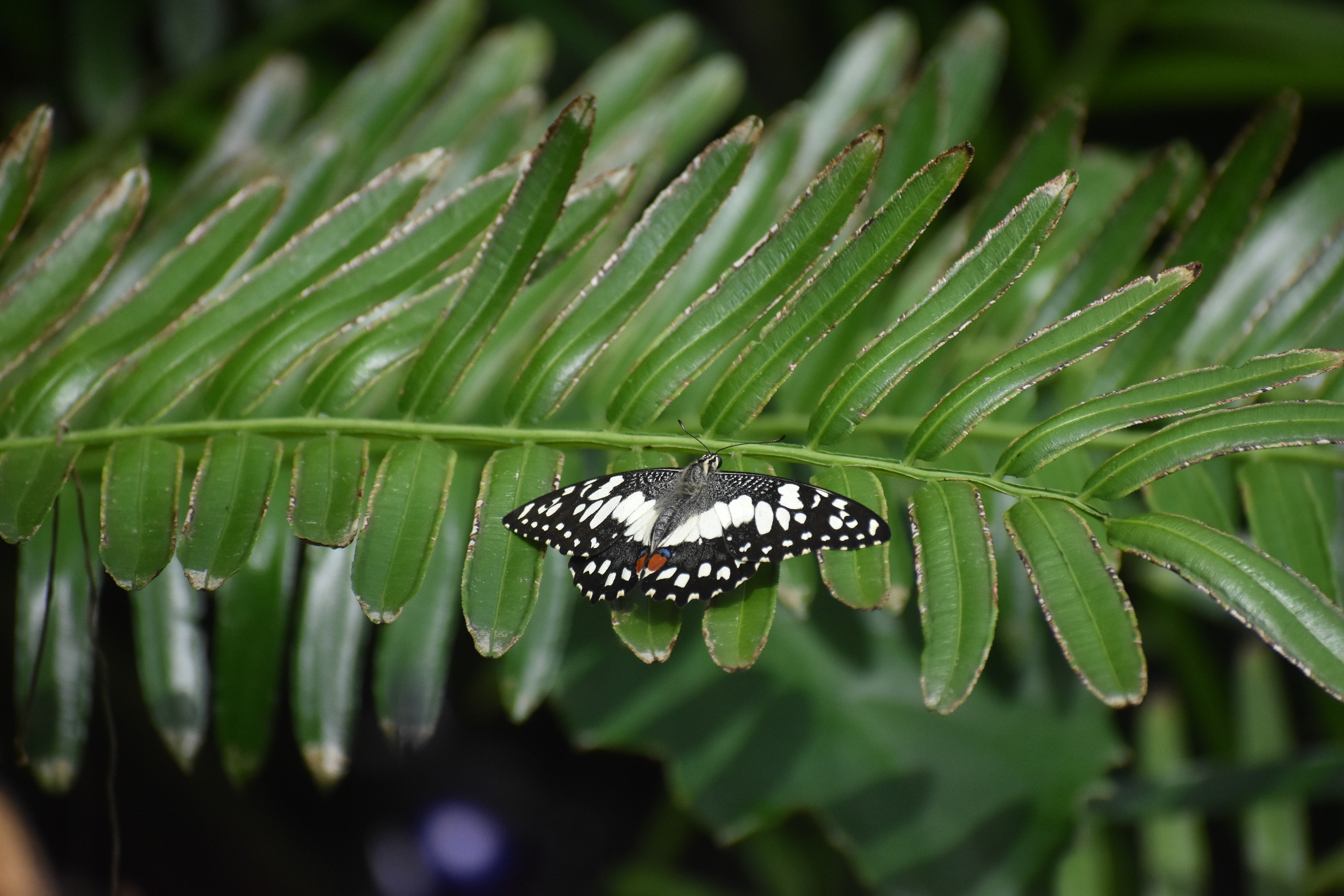 Original butterfly photographs