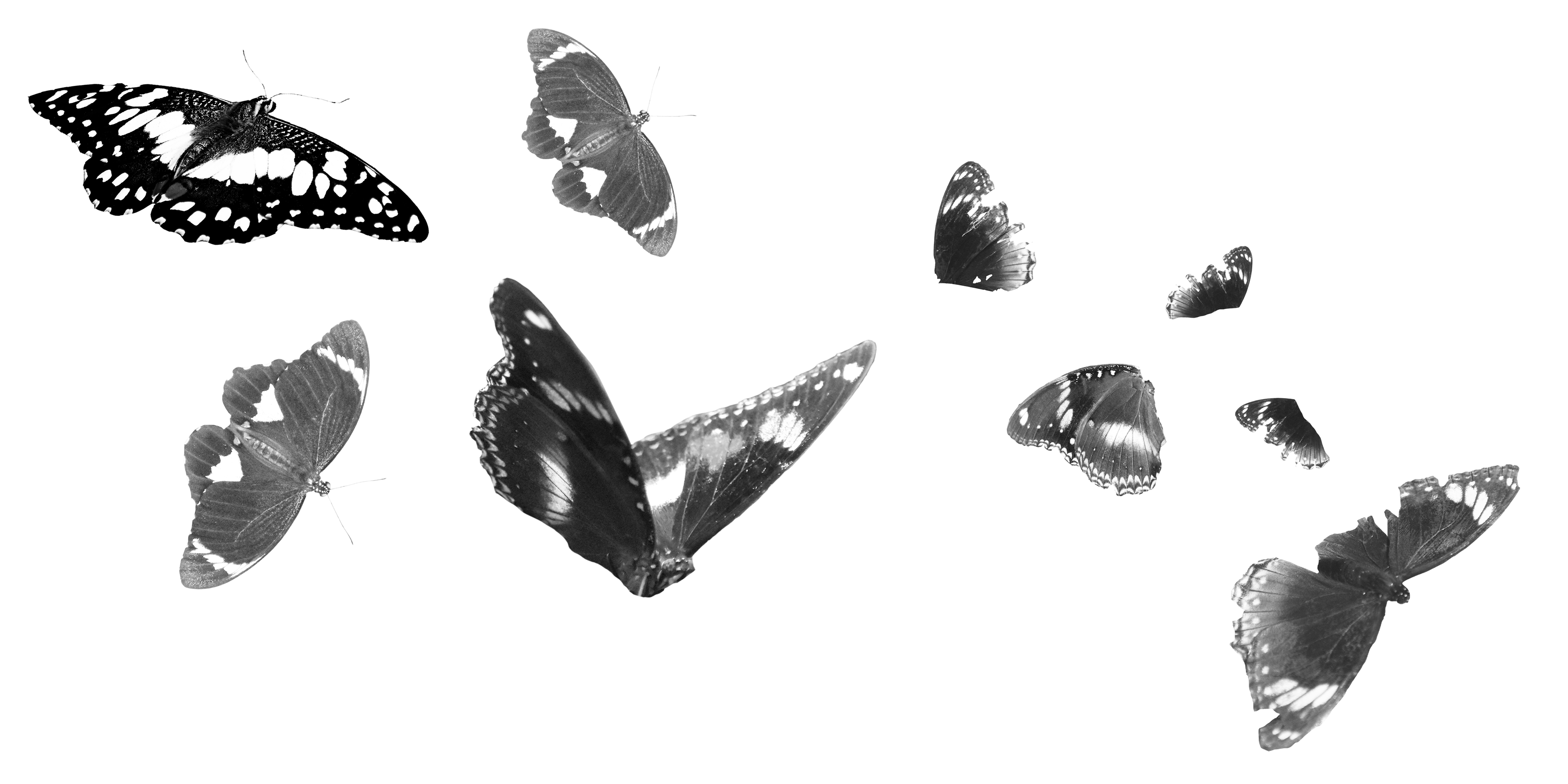 Digital negative for interior gatefold