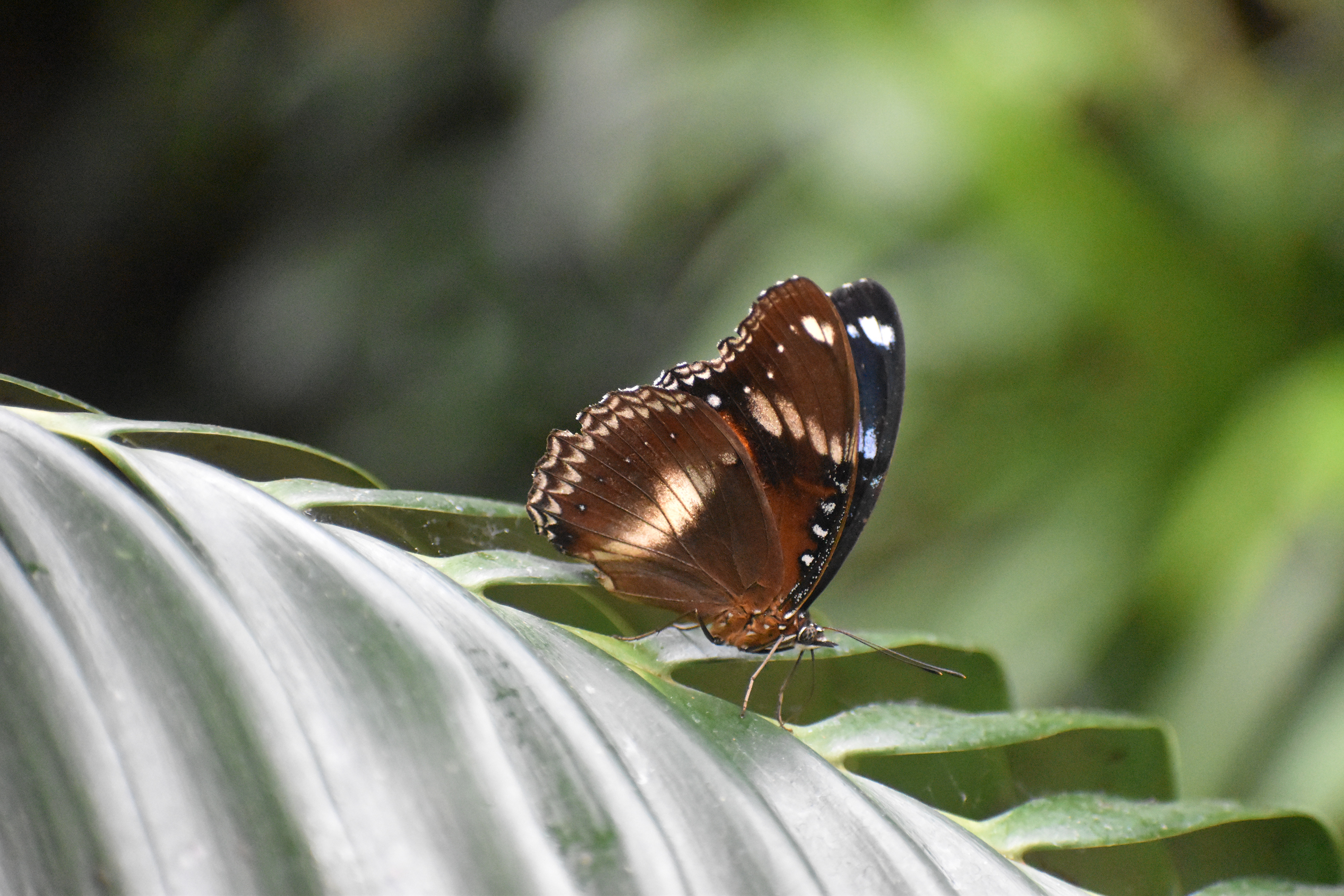 Original butterfly photographs