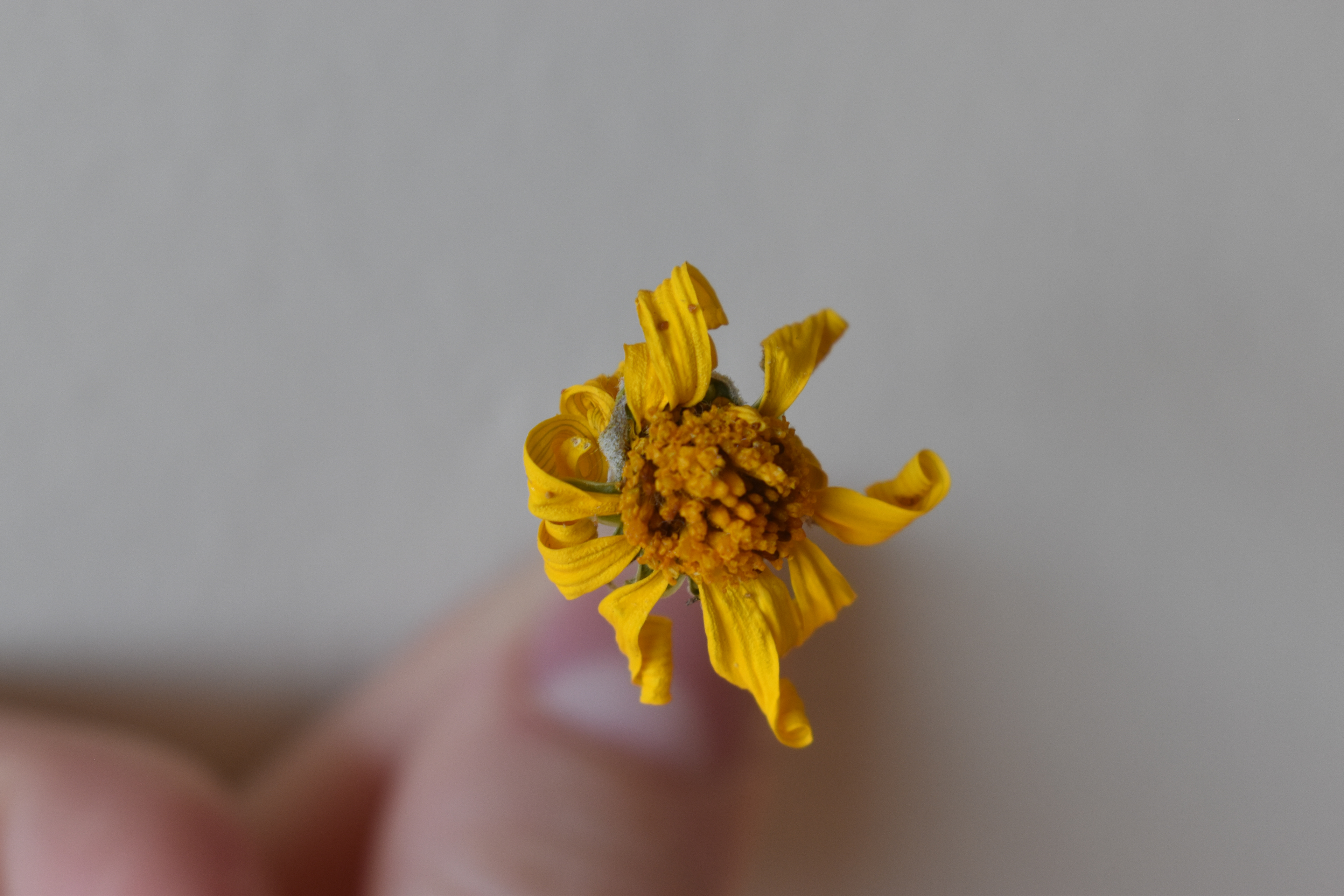 'Wither': Part 2 of spliced digital negative