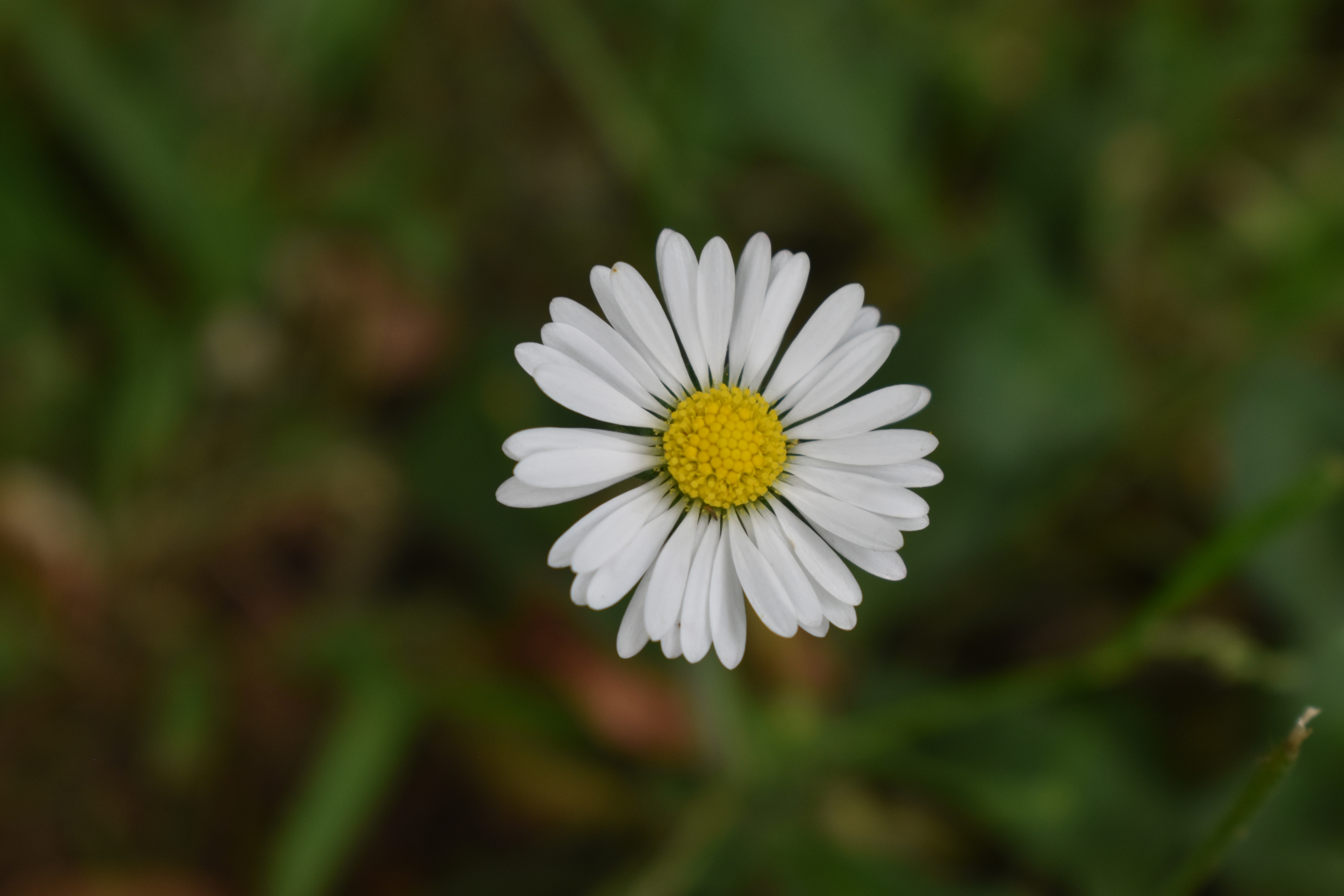 'Bloom': Part 1 of spliced digital negative