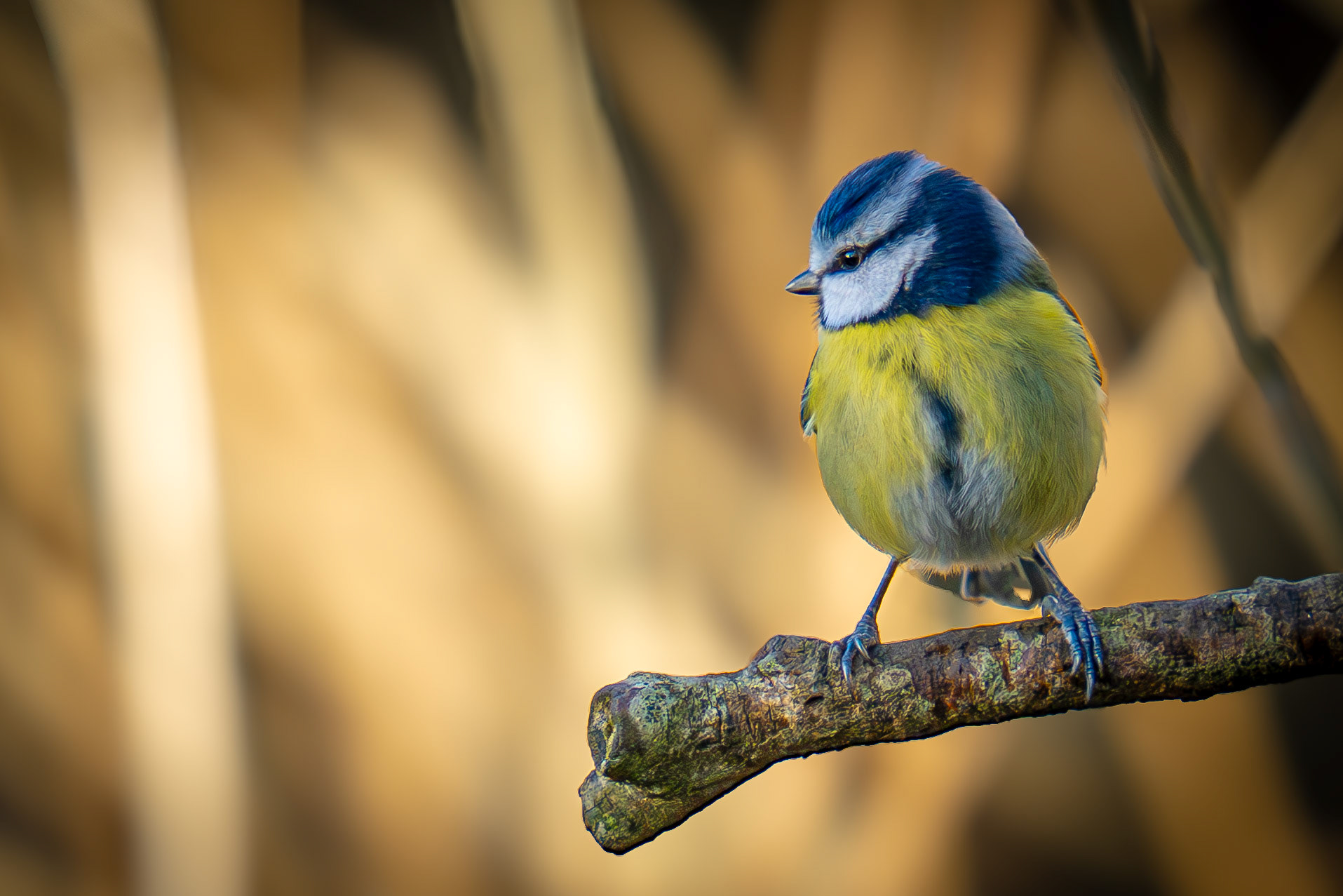 Blue Tit