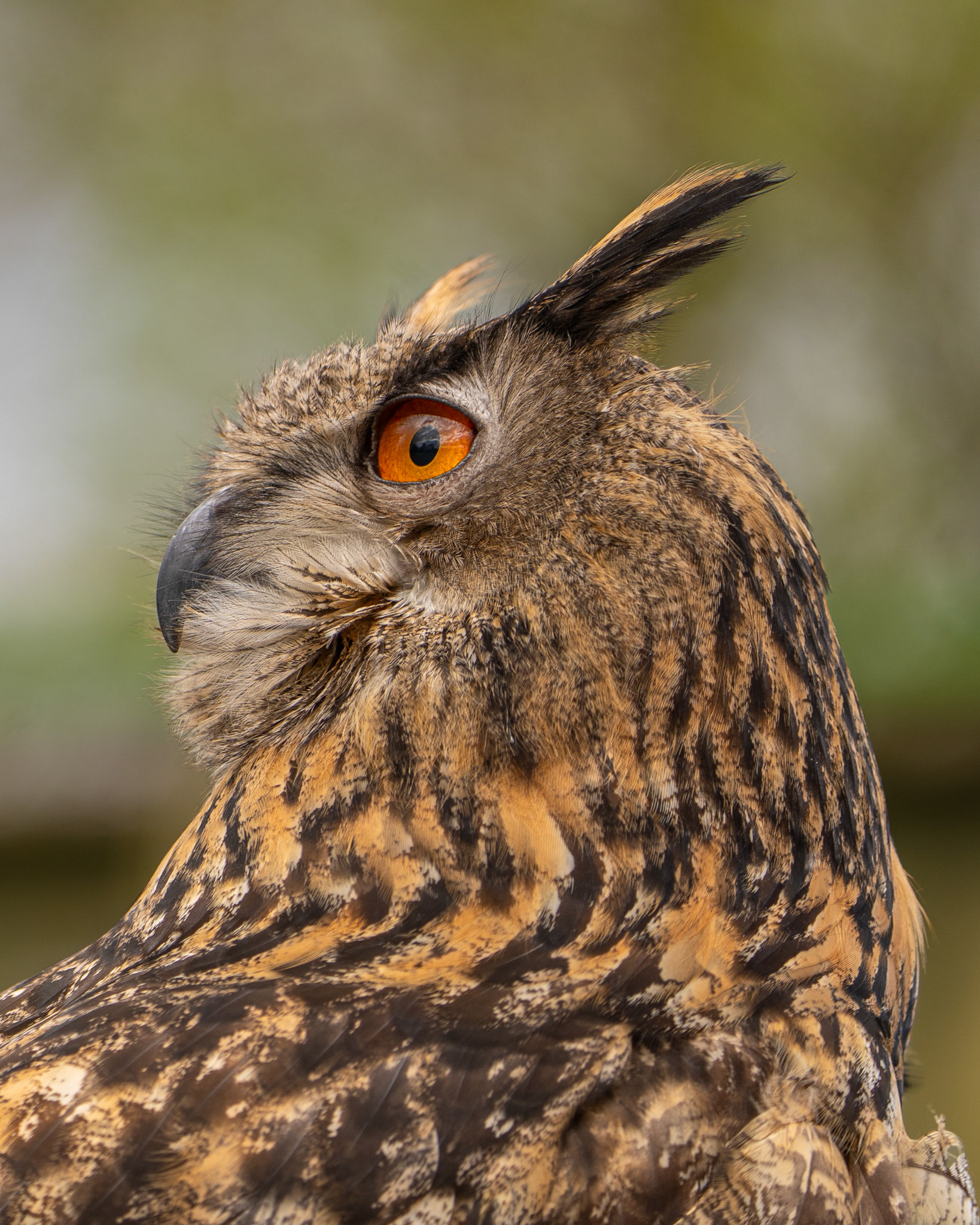 Long Eared Owl