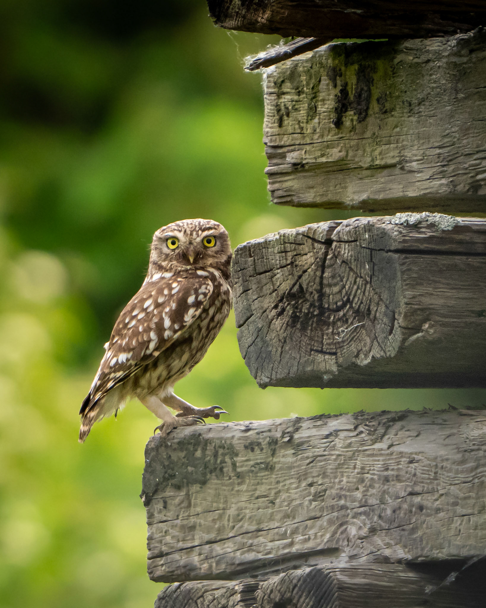 Little Owl