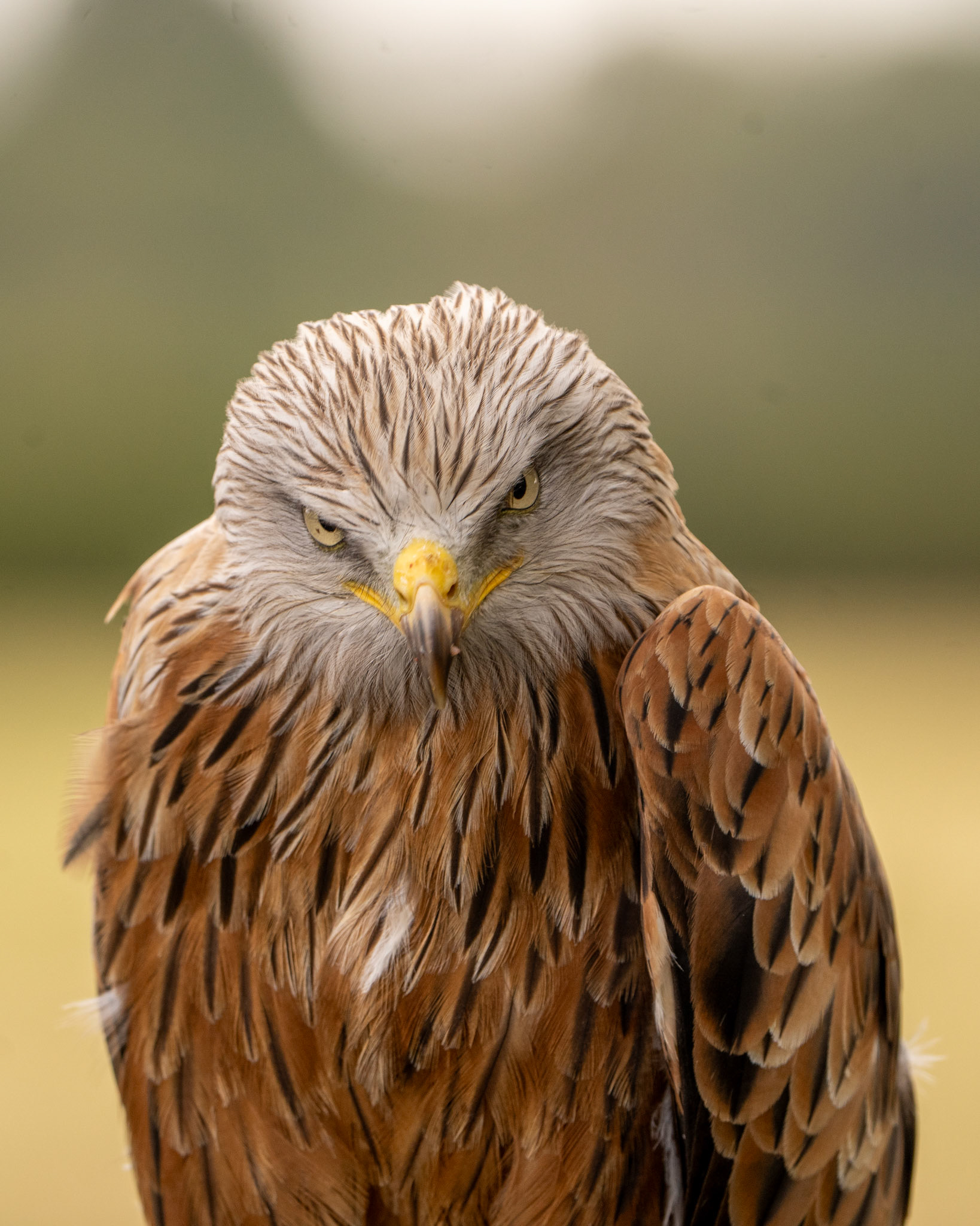 Red Kite