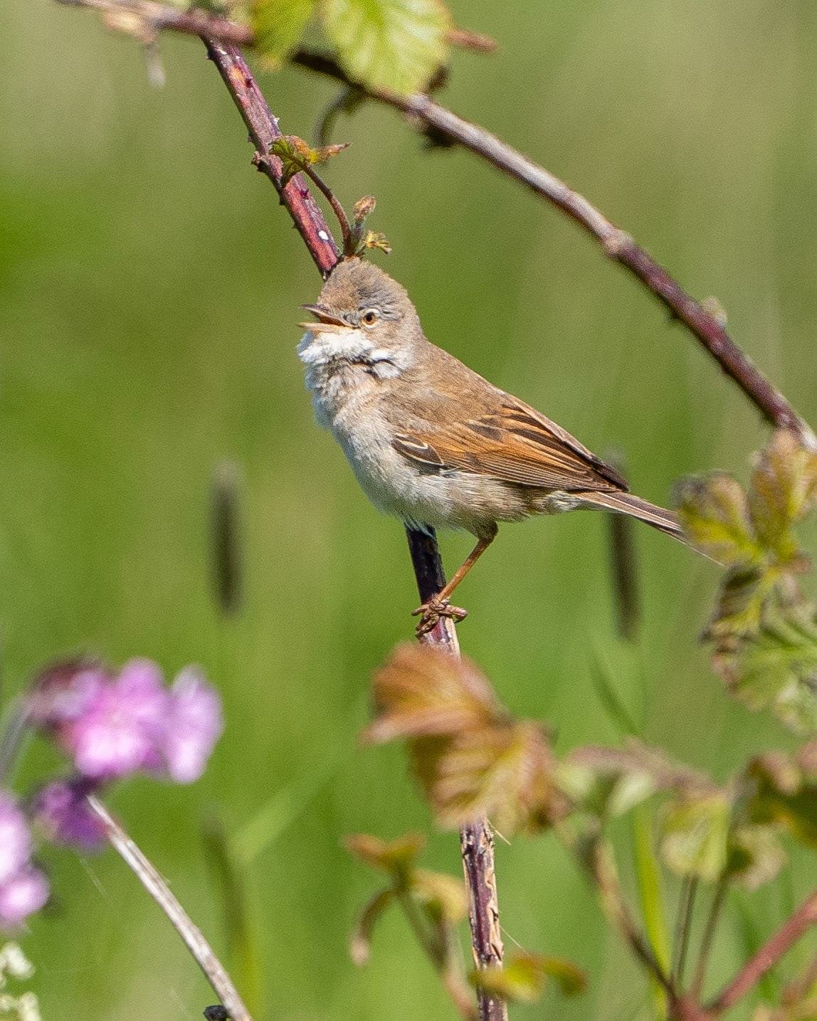 Linnet