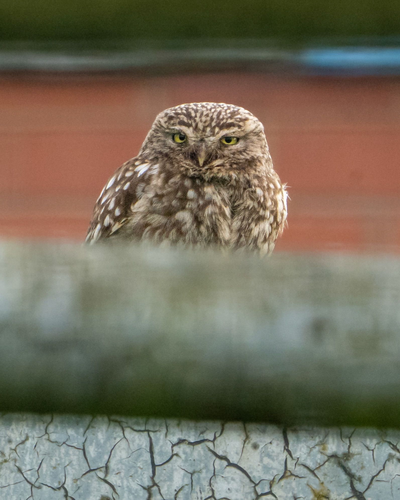 Little Owl