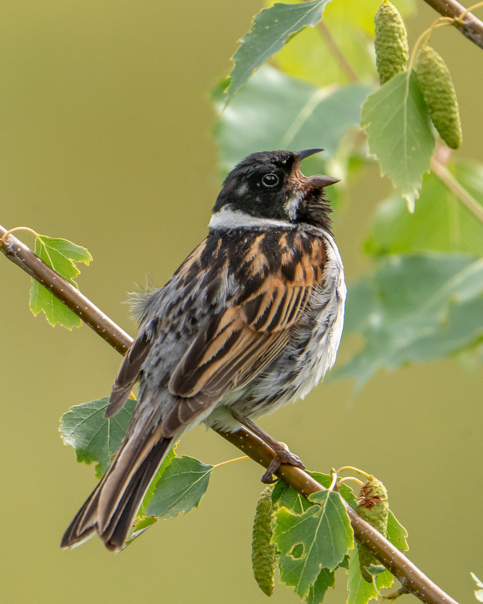 Reed Bunting