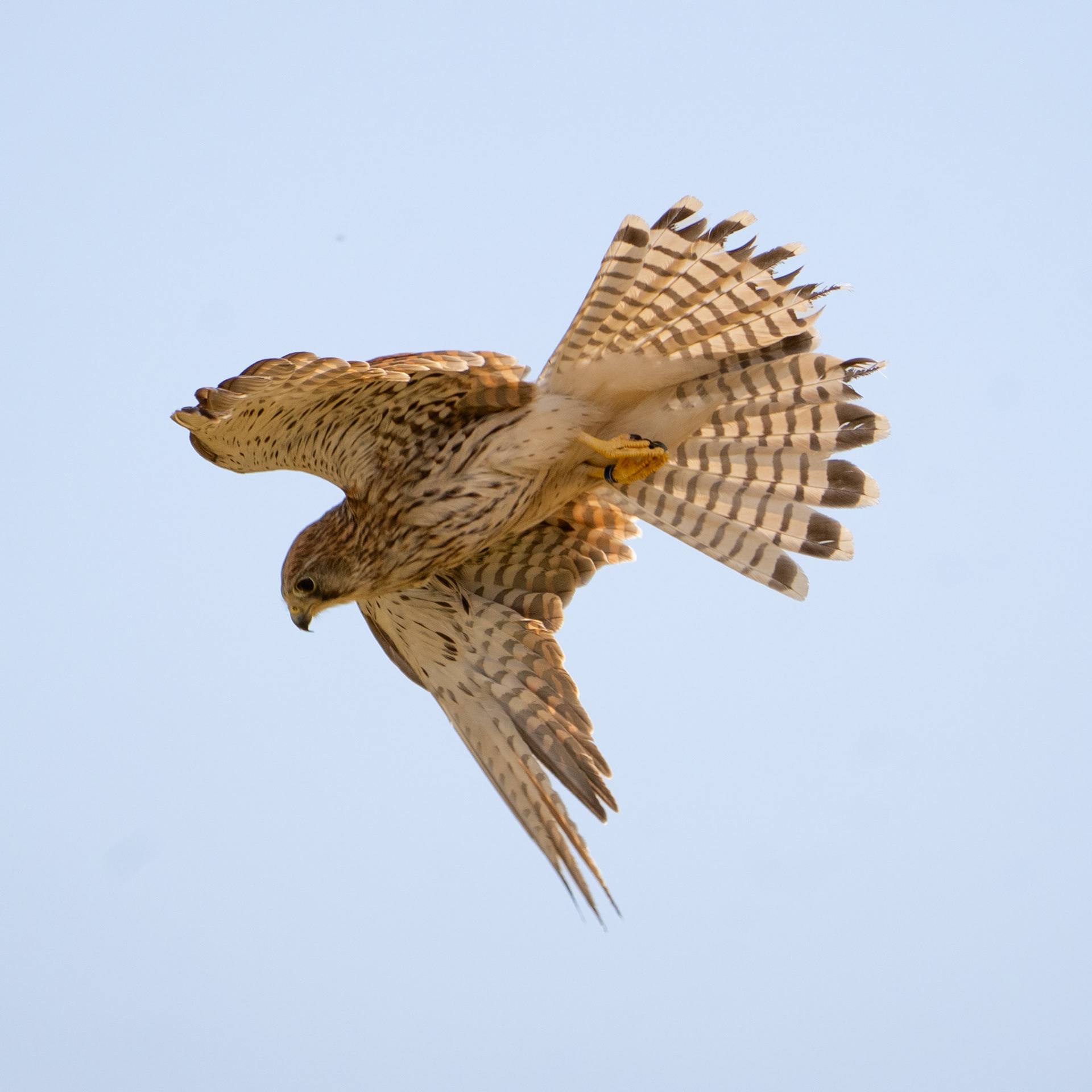 Kestrel
