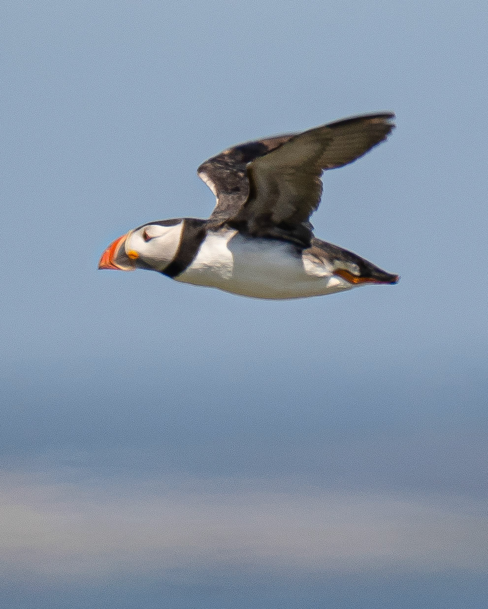 Puffin