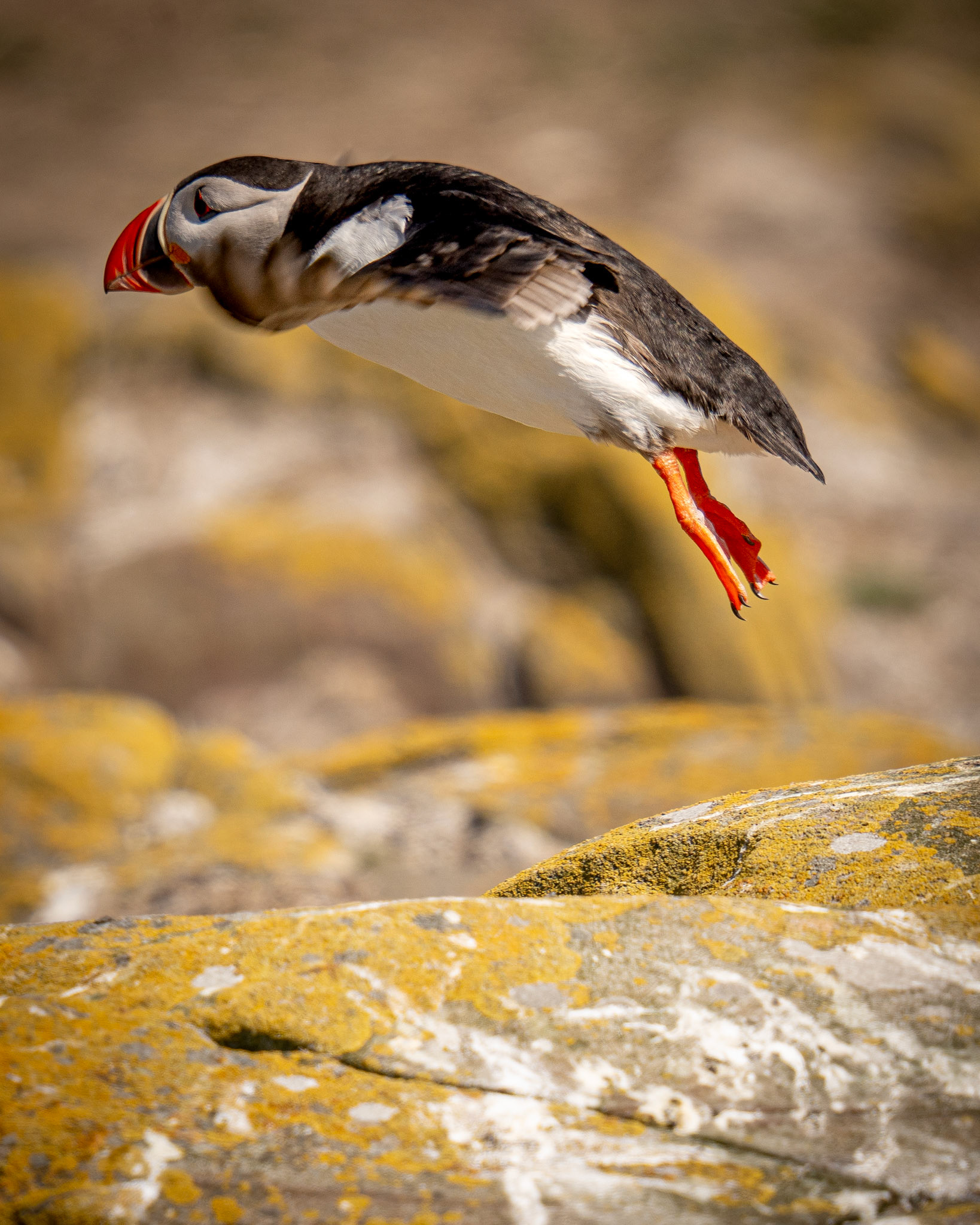 Puffin