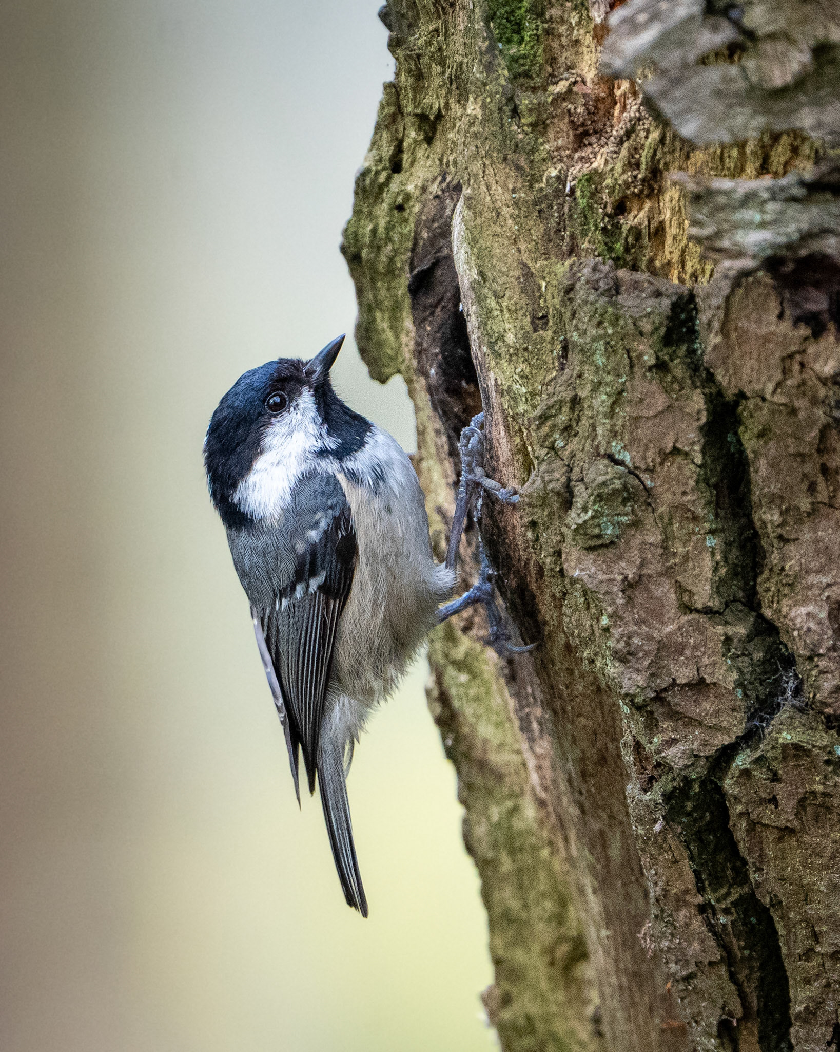 Coal Tit