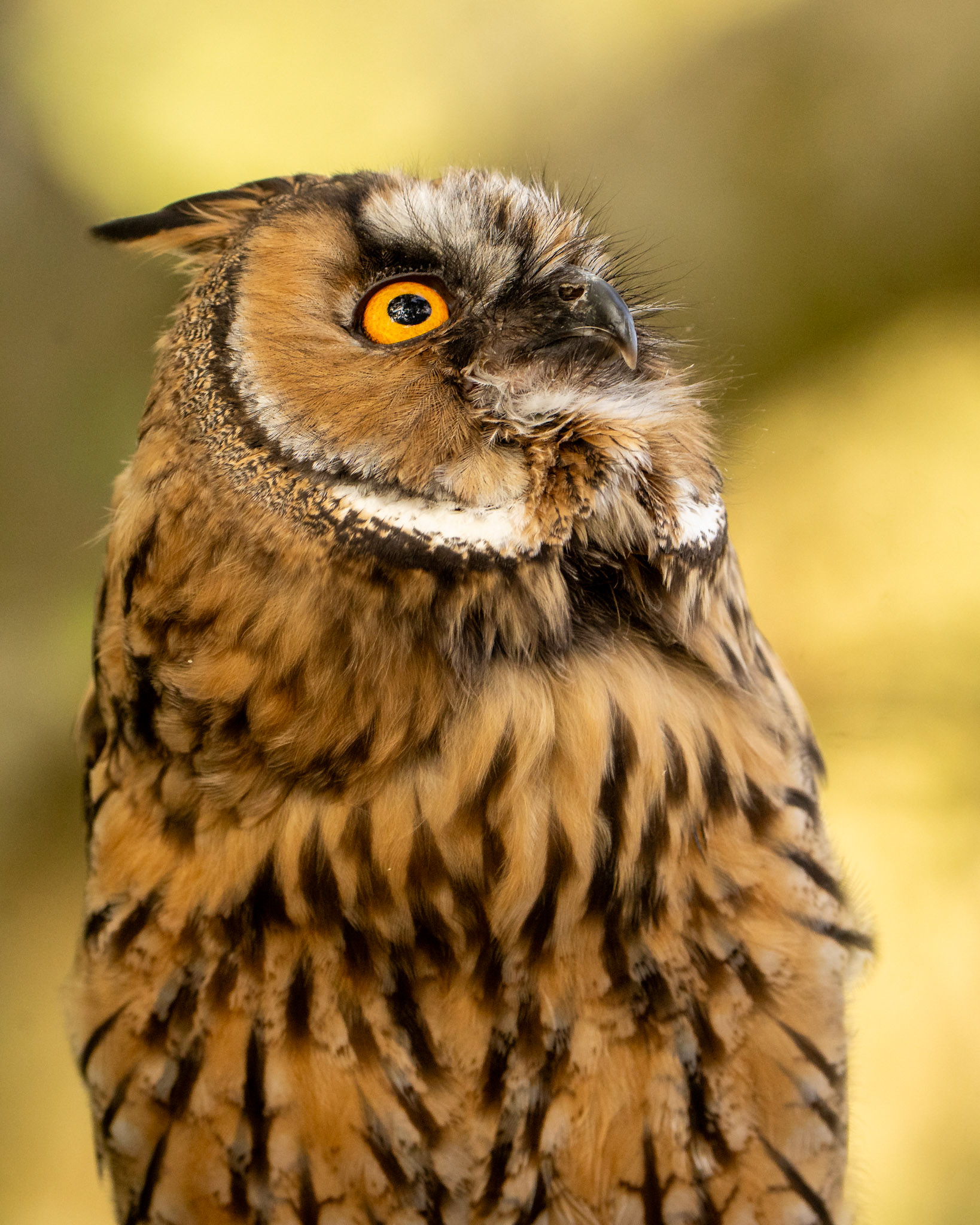 Long Eared Owl