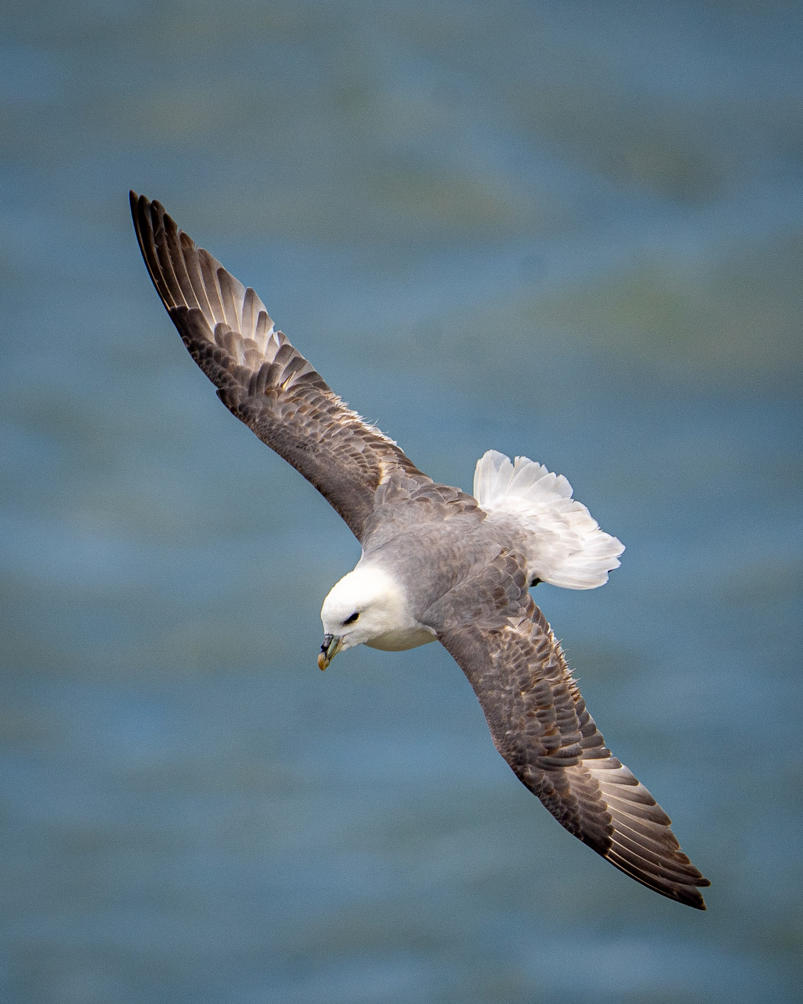 Fulmar