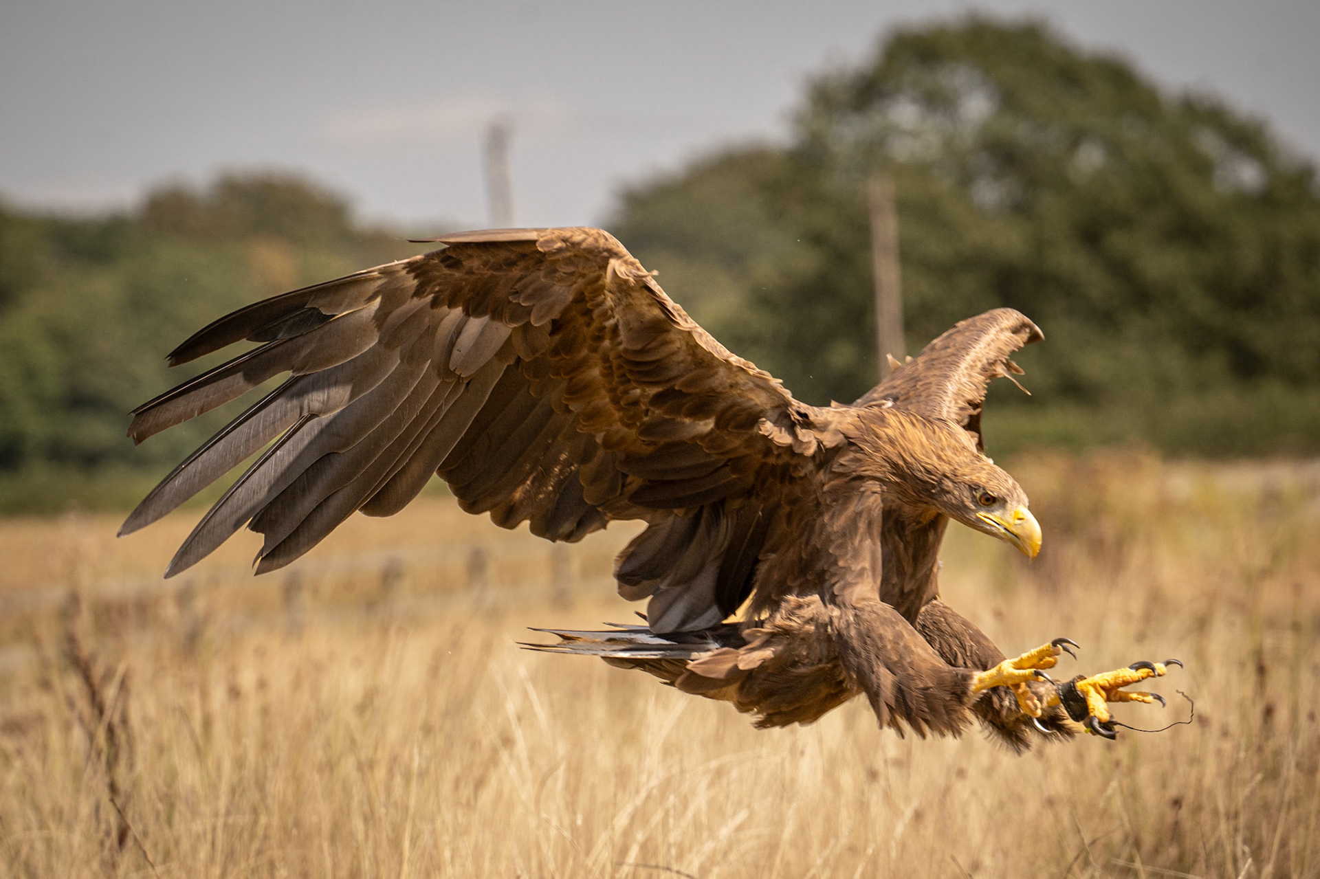 Sea Eagle