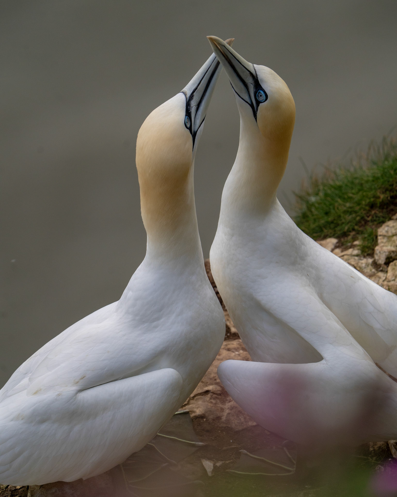Gannet