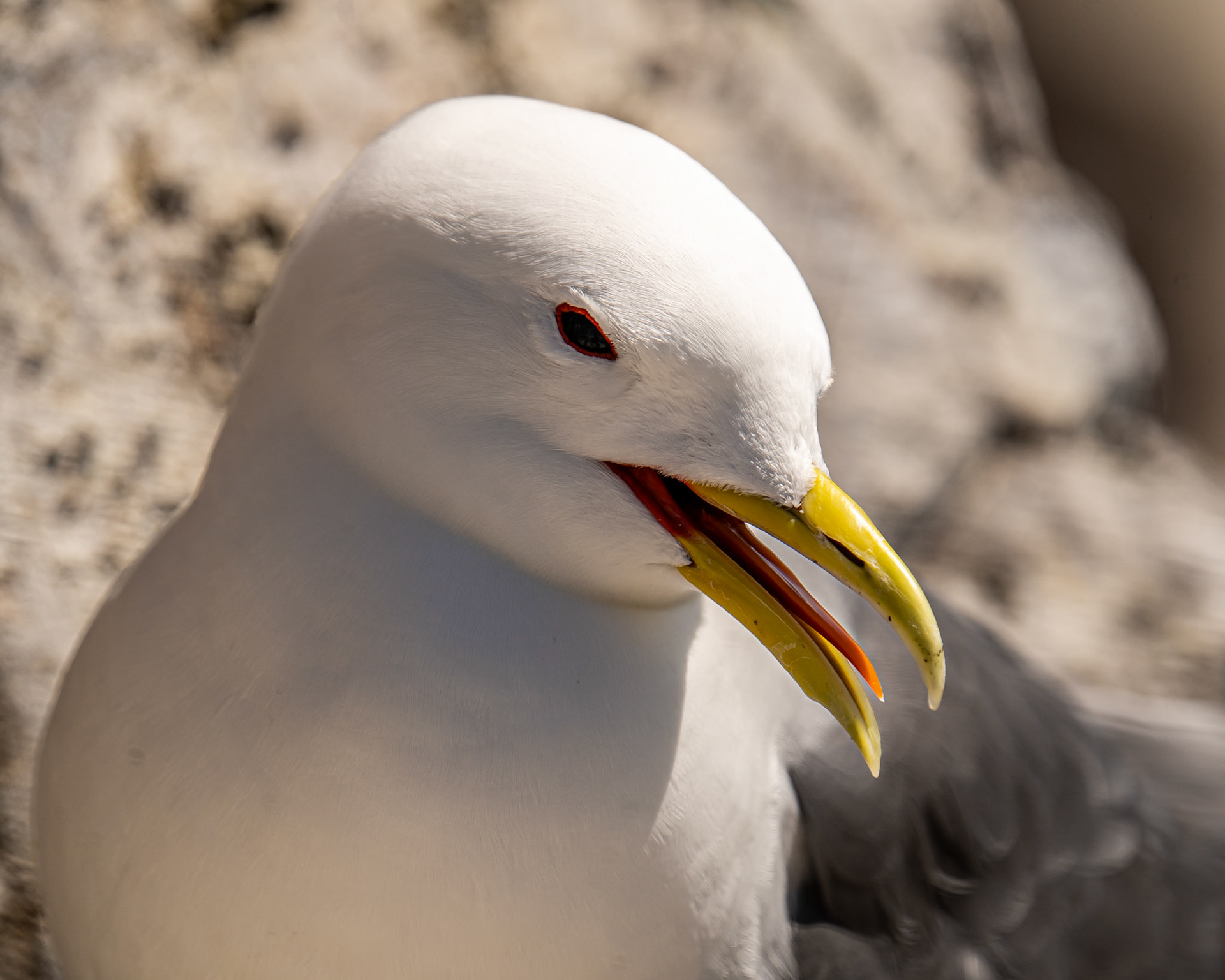 Kittiwake