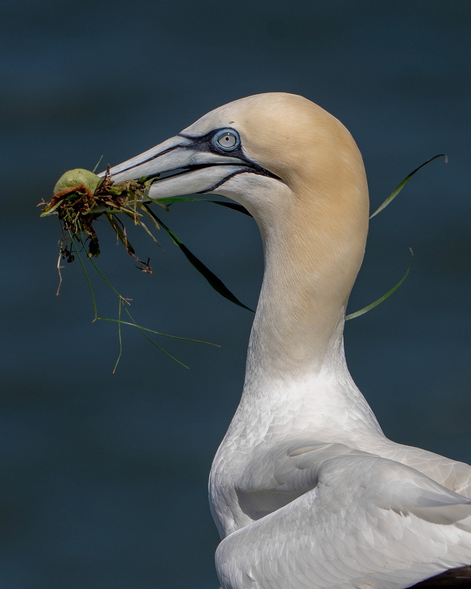 Gannet