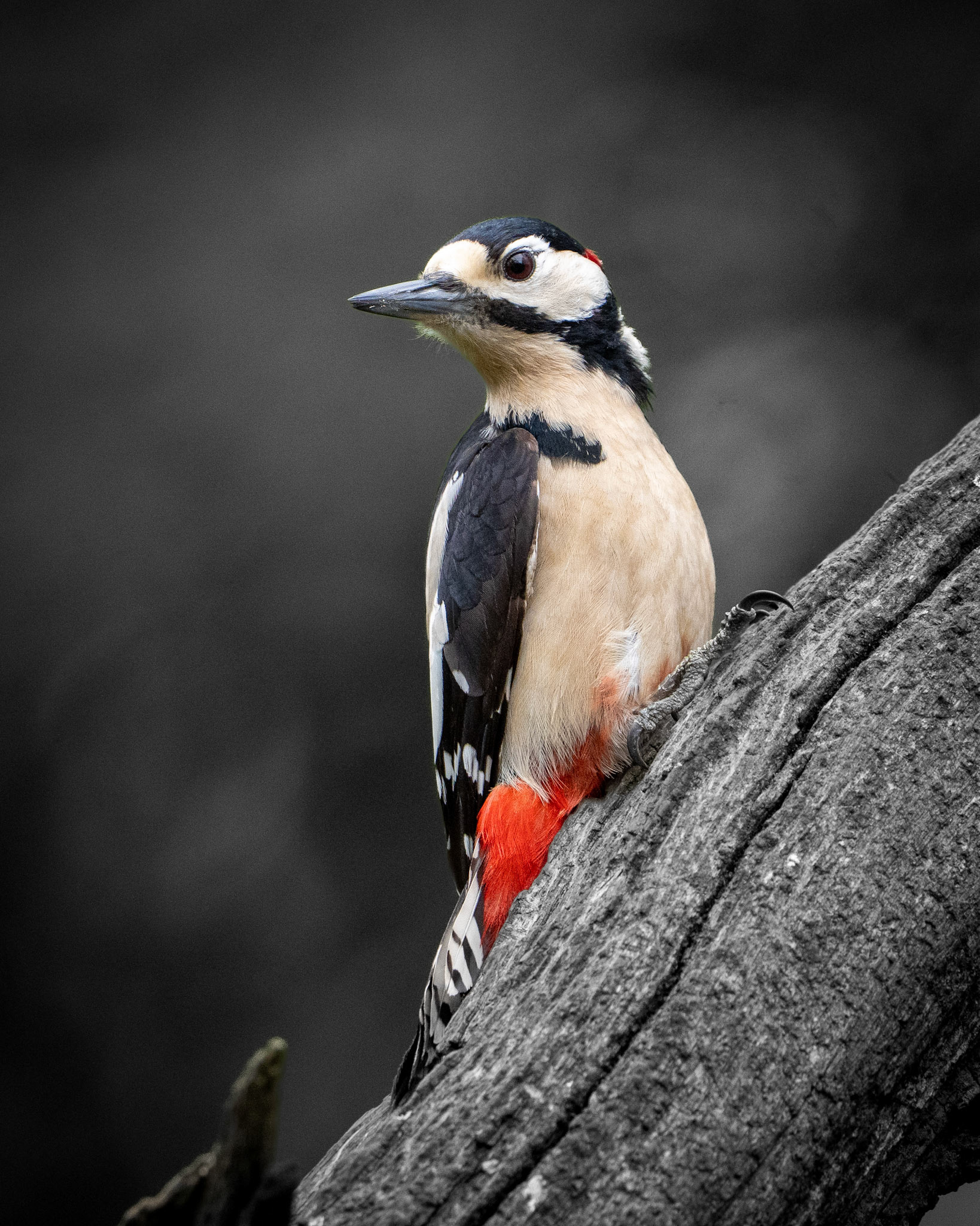 Great Spotted Woodpecker