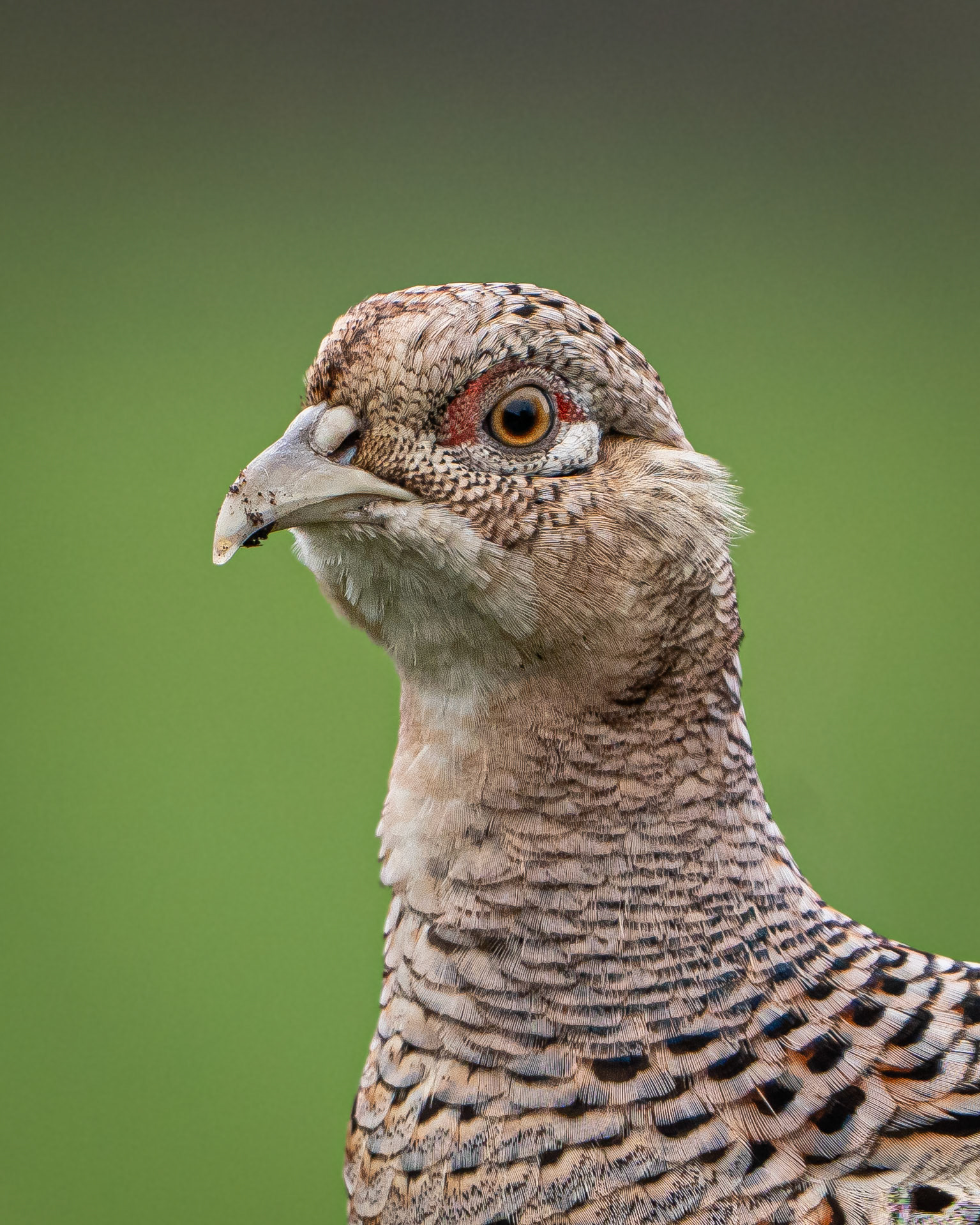 Pheasant