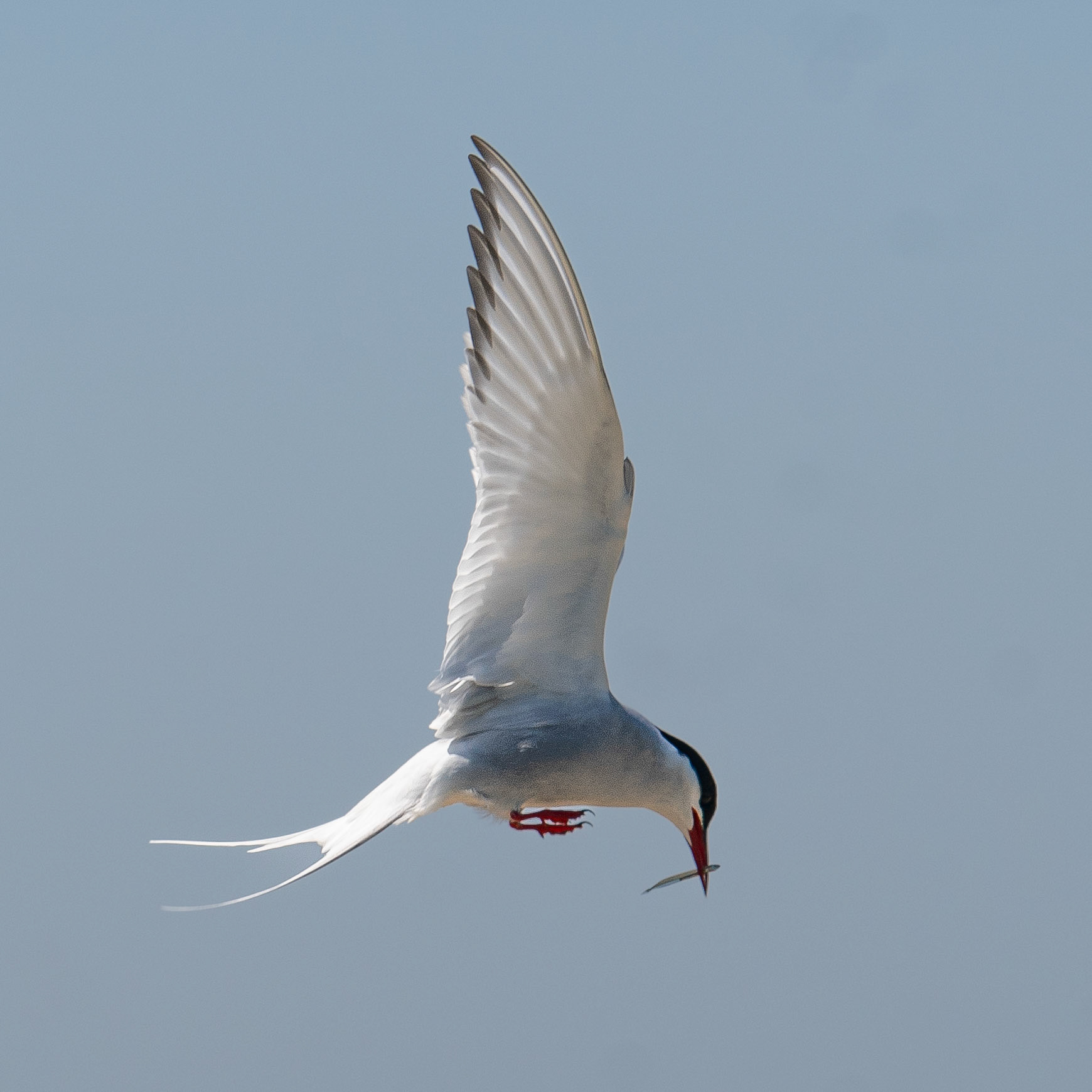 Tern
