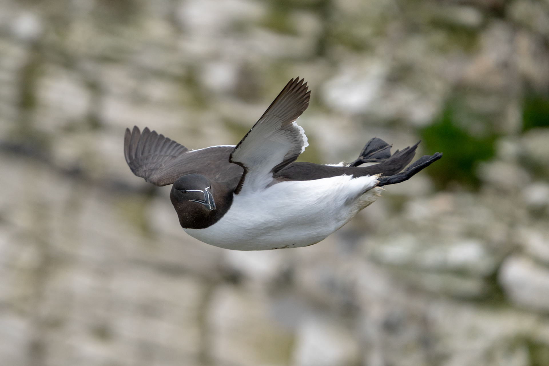 Razorbill