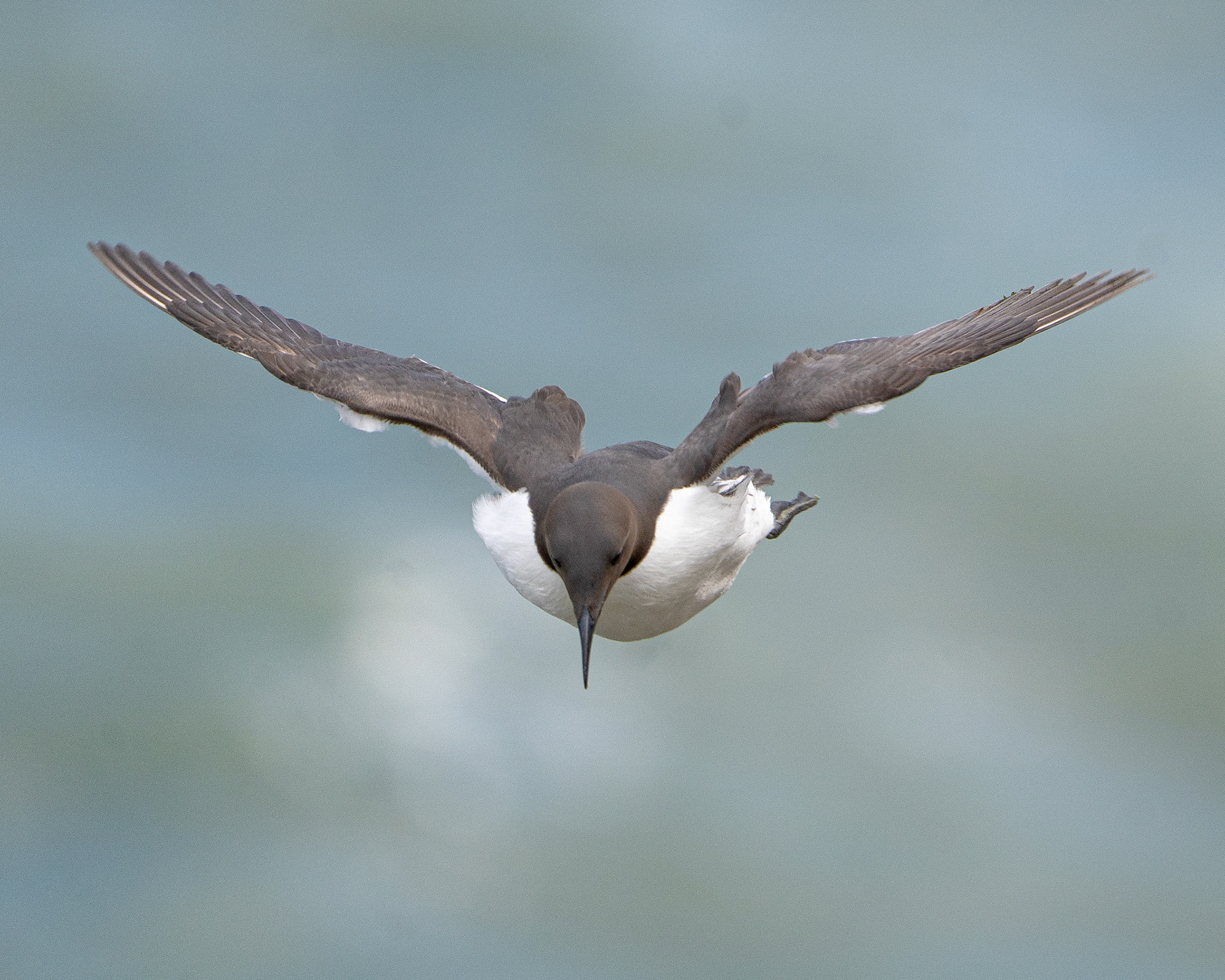 Guillemot