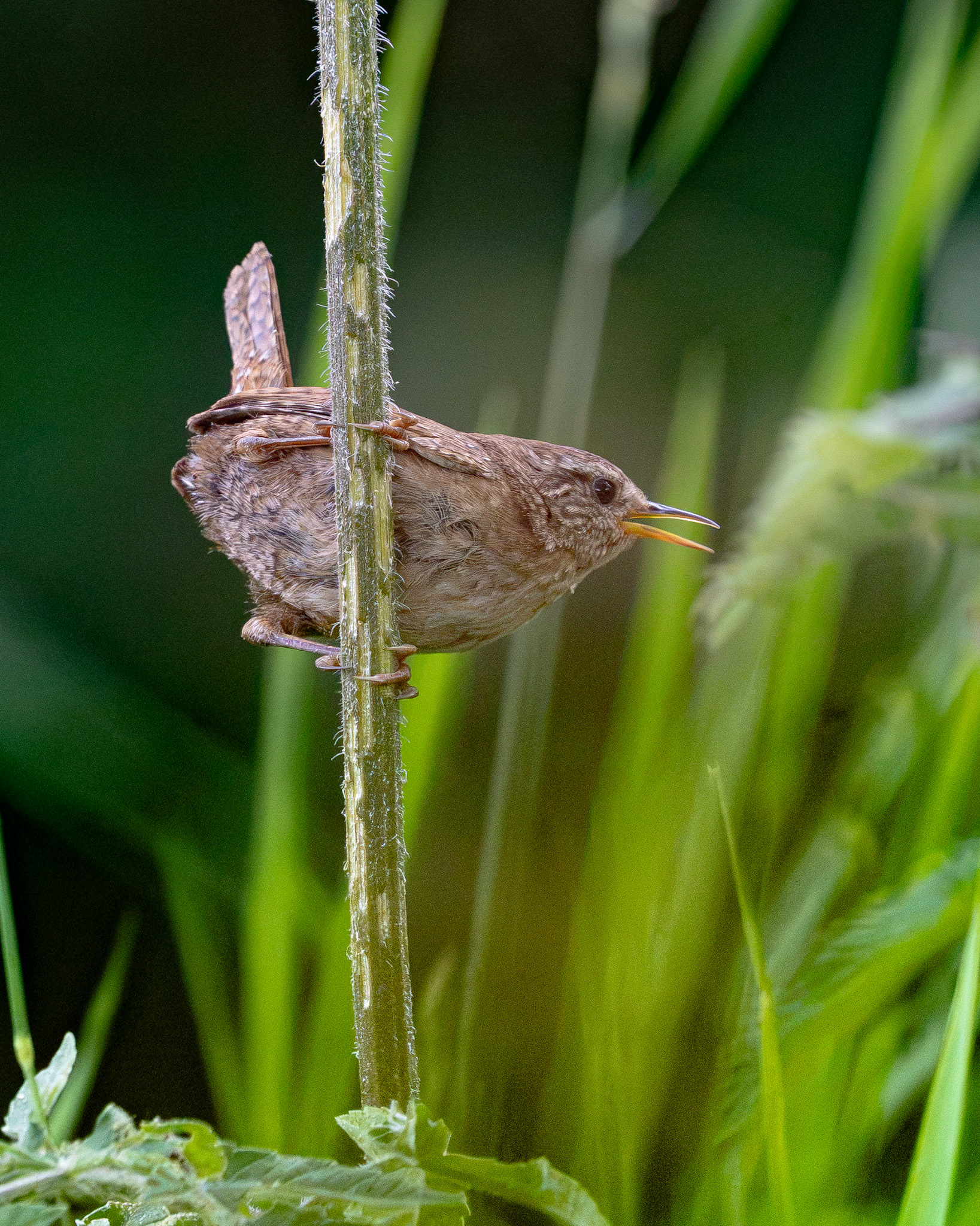 Wren