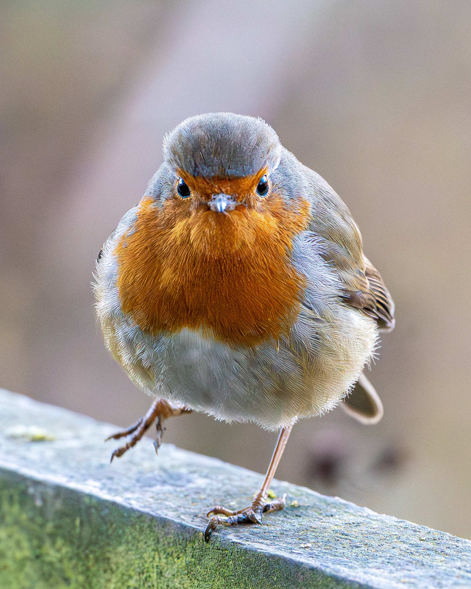 Robin
