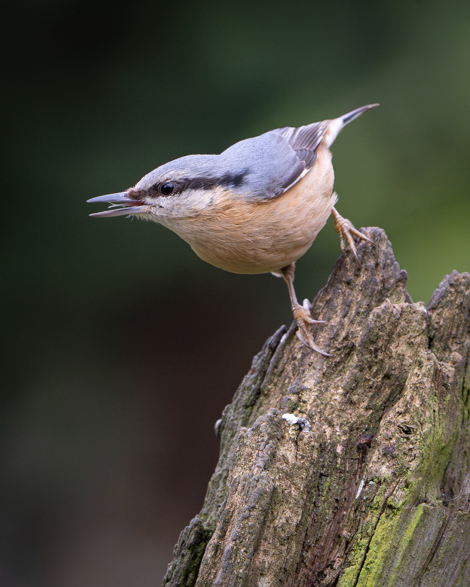 Nuthatch