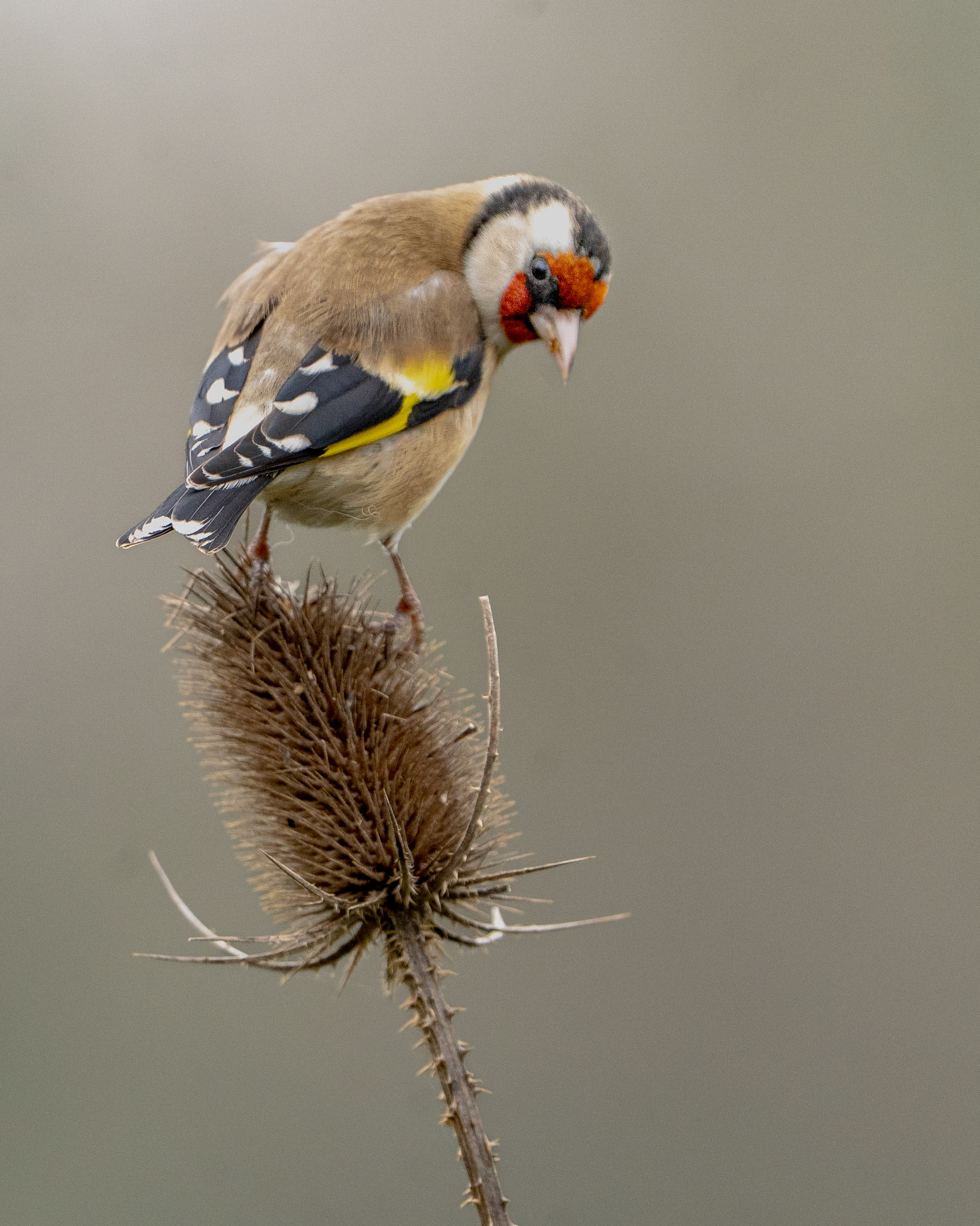 Goldfinch