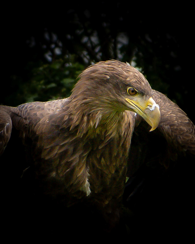 Sea Eagle