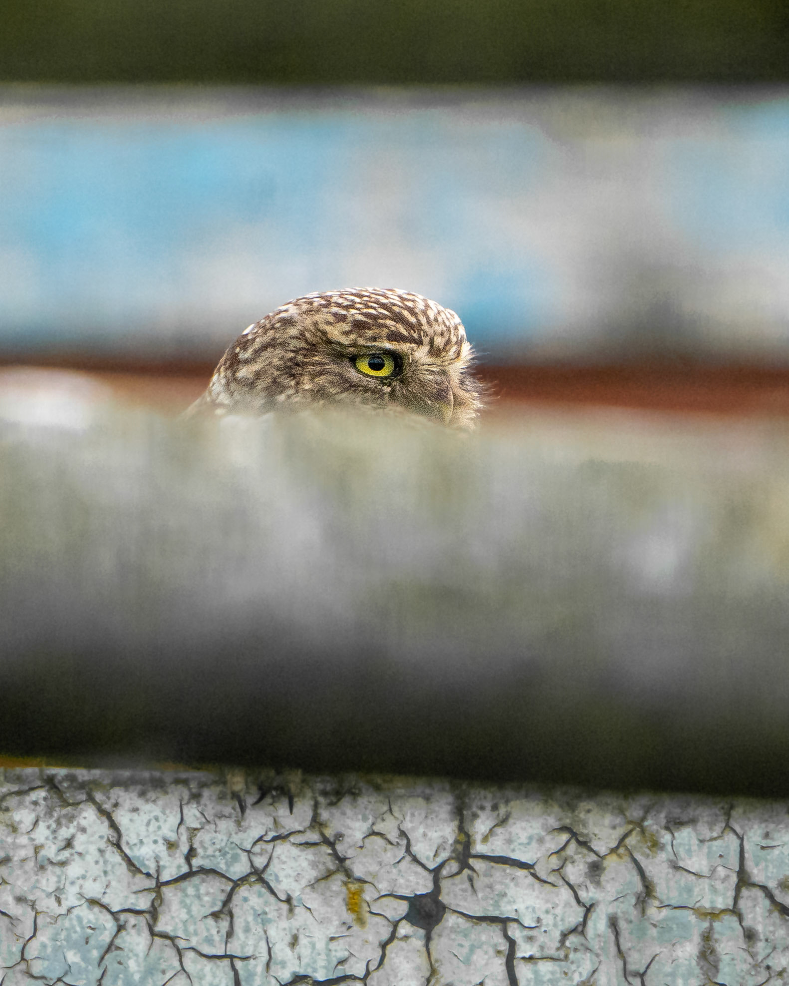 Little Owl