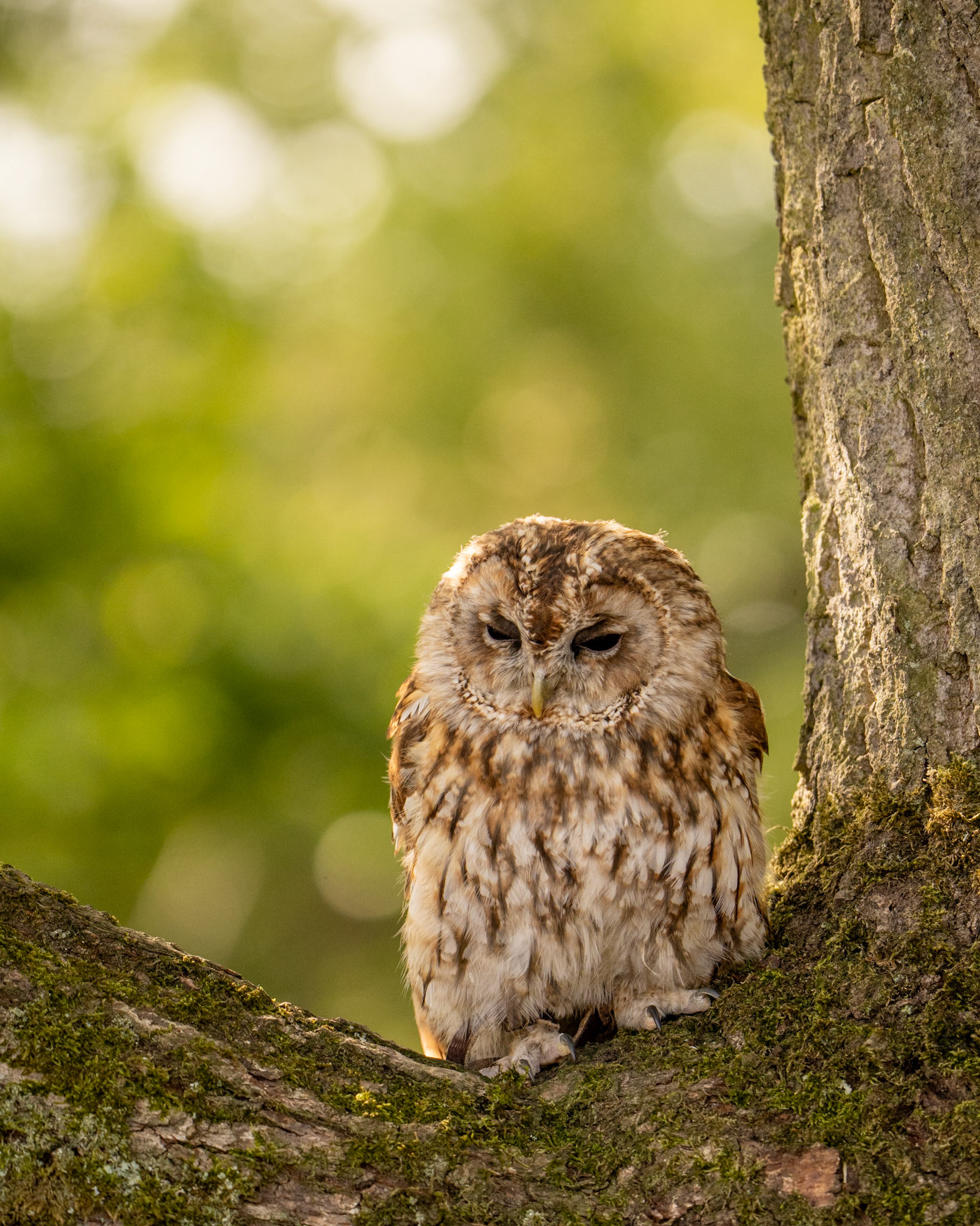 Tawny Owl