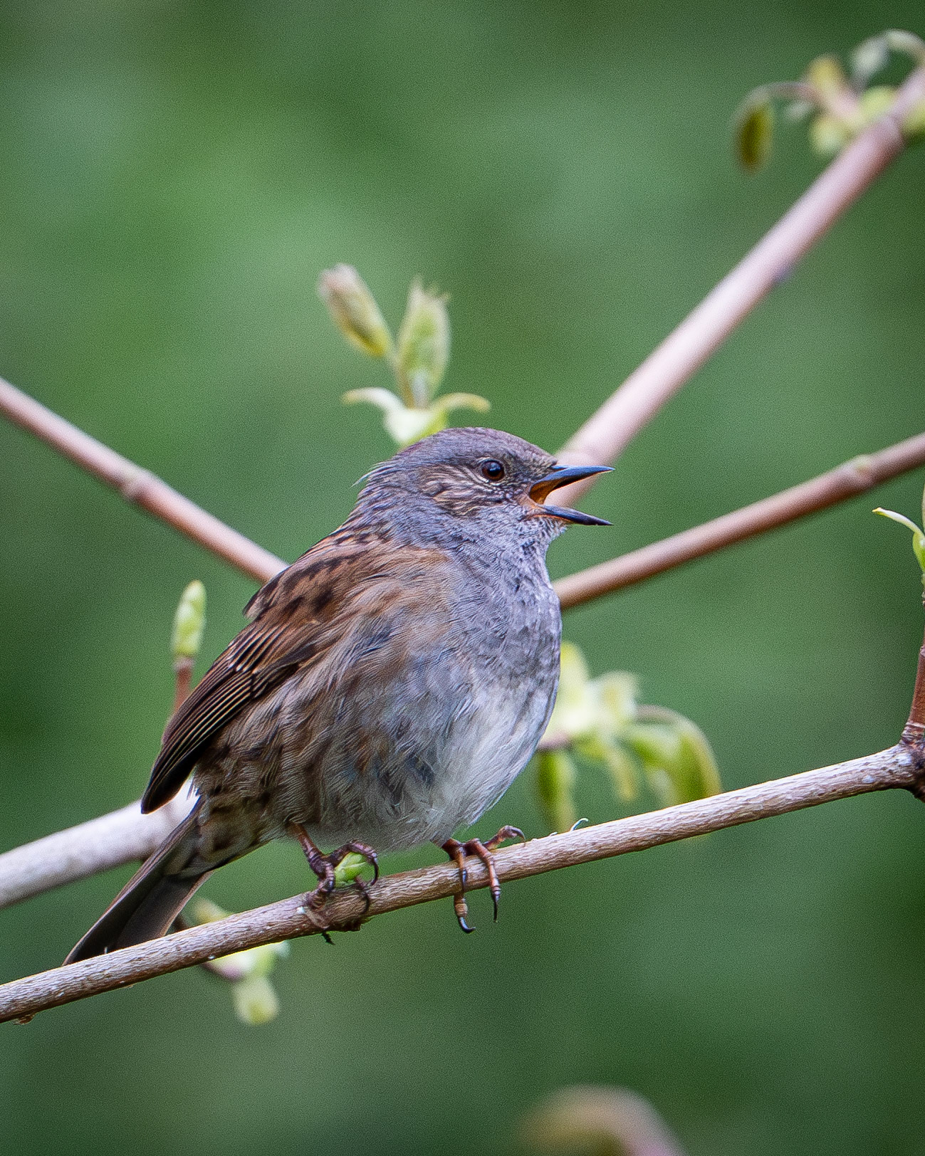 Dunnock