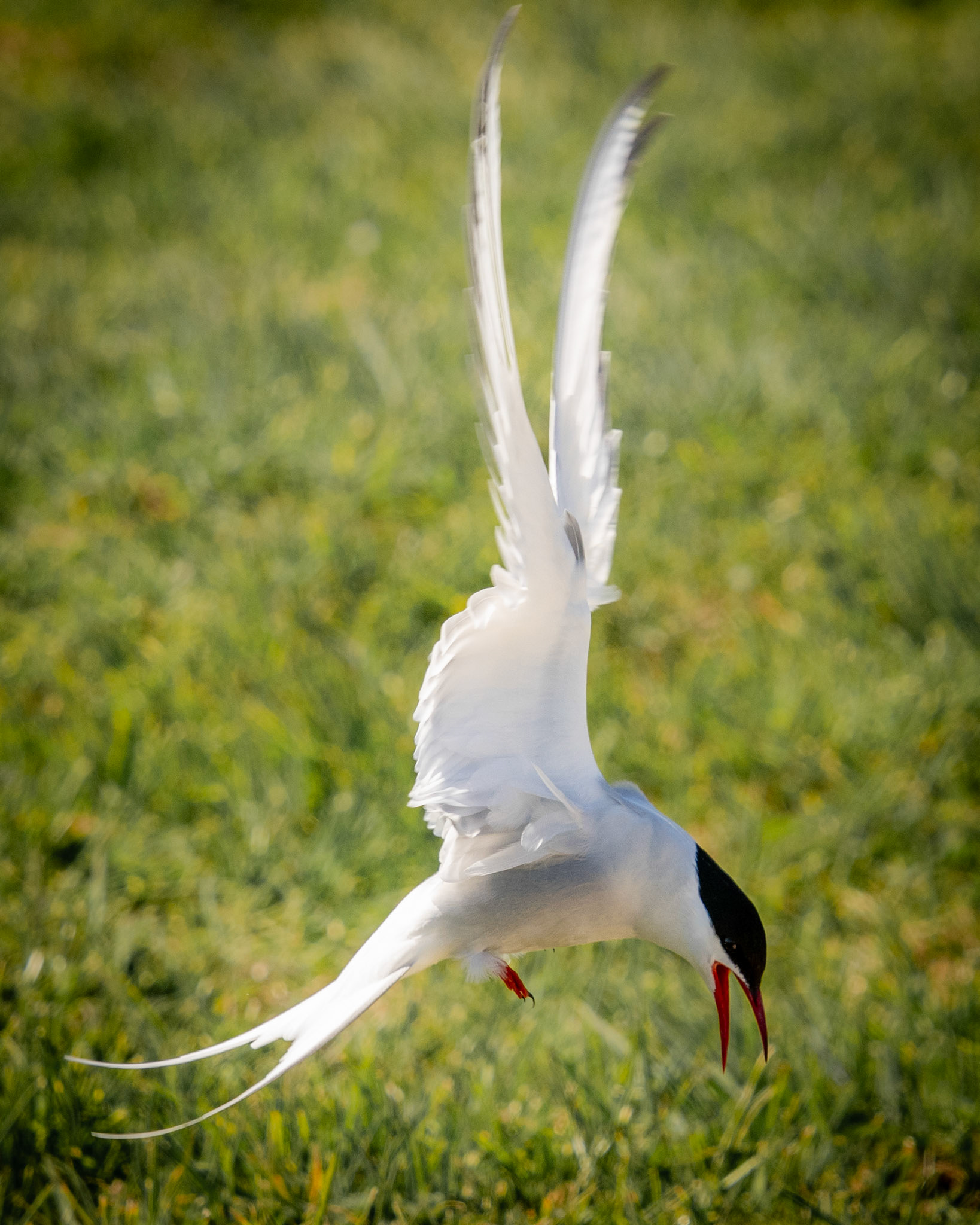 Common Tern