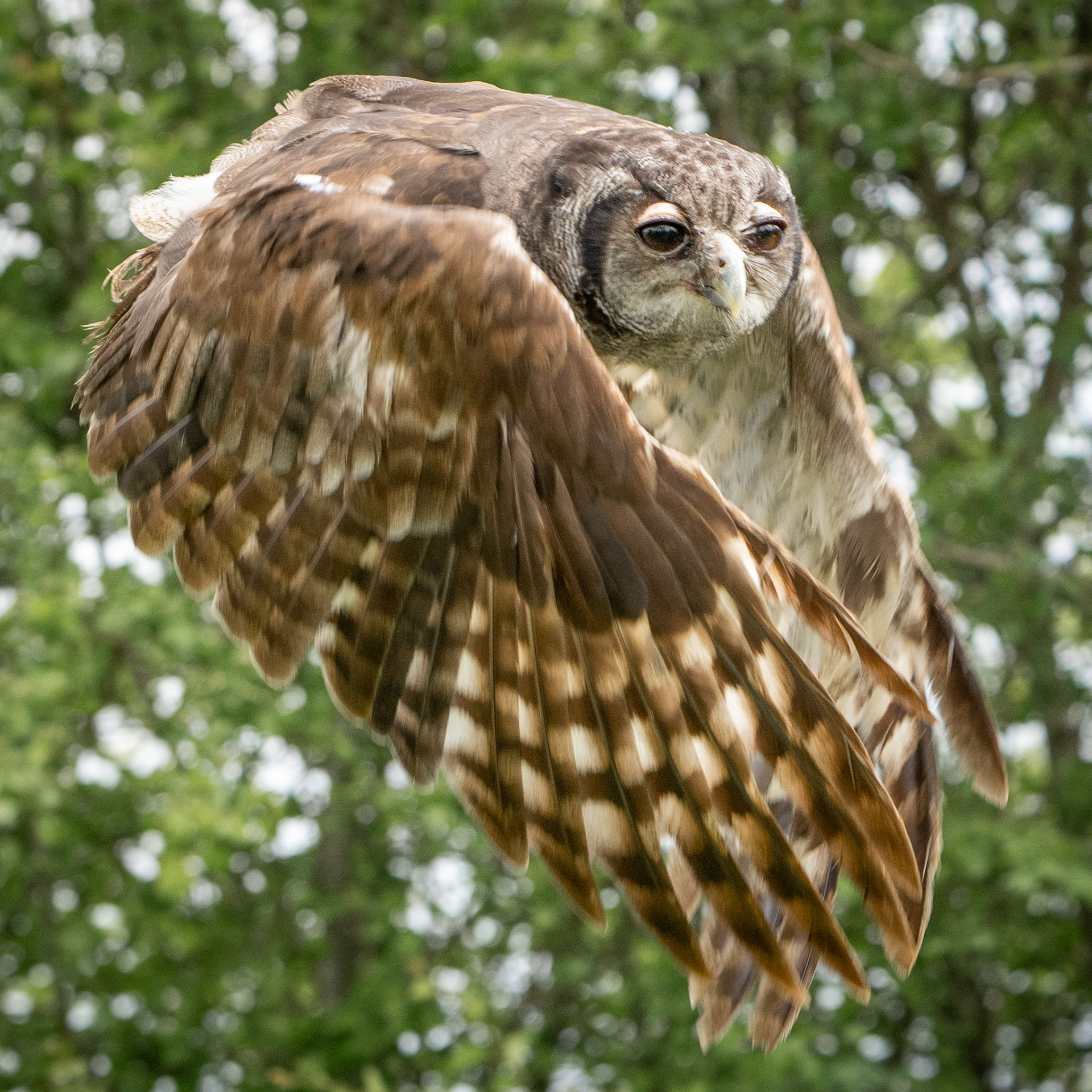 Milky Eyed Owl