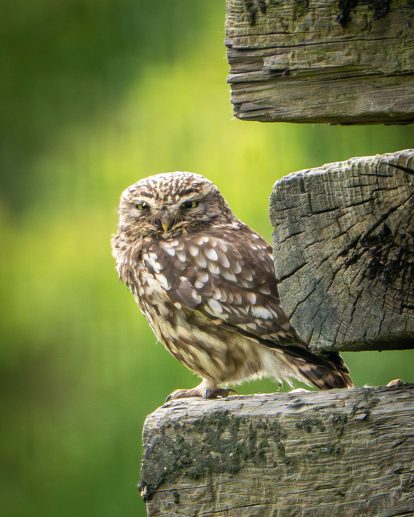 Little Owl