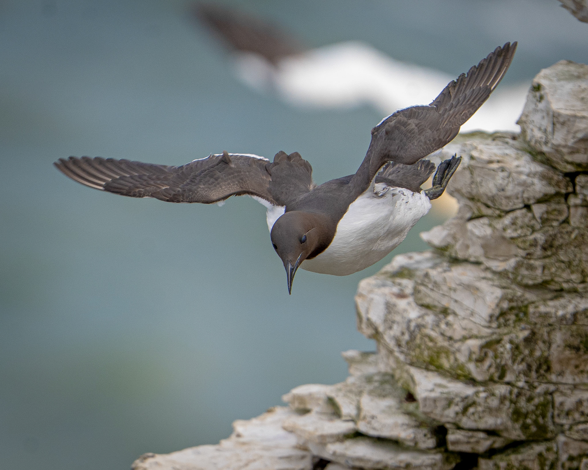 Guillemot