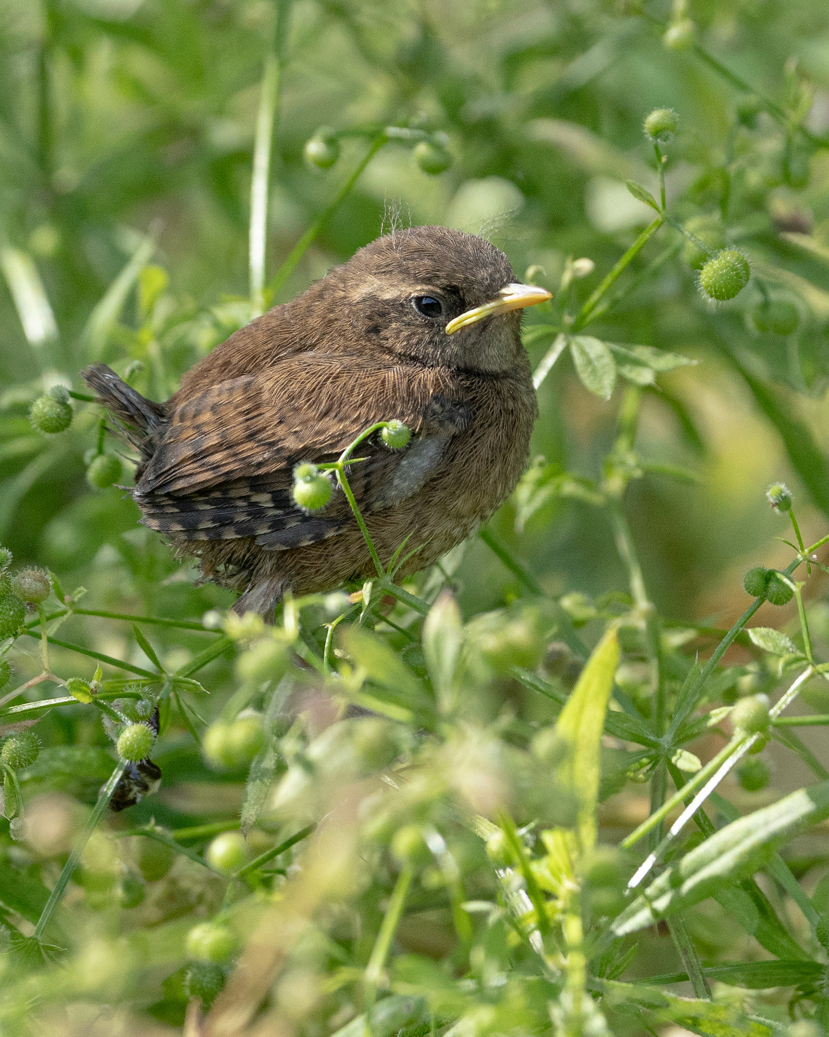 Wren Chick